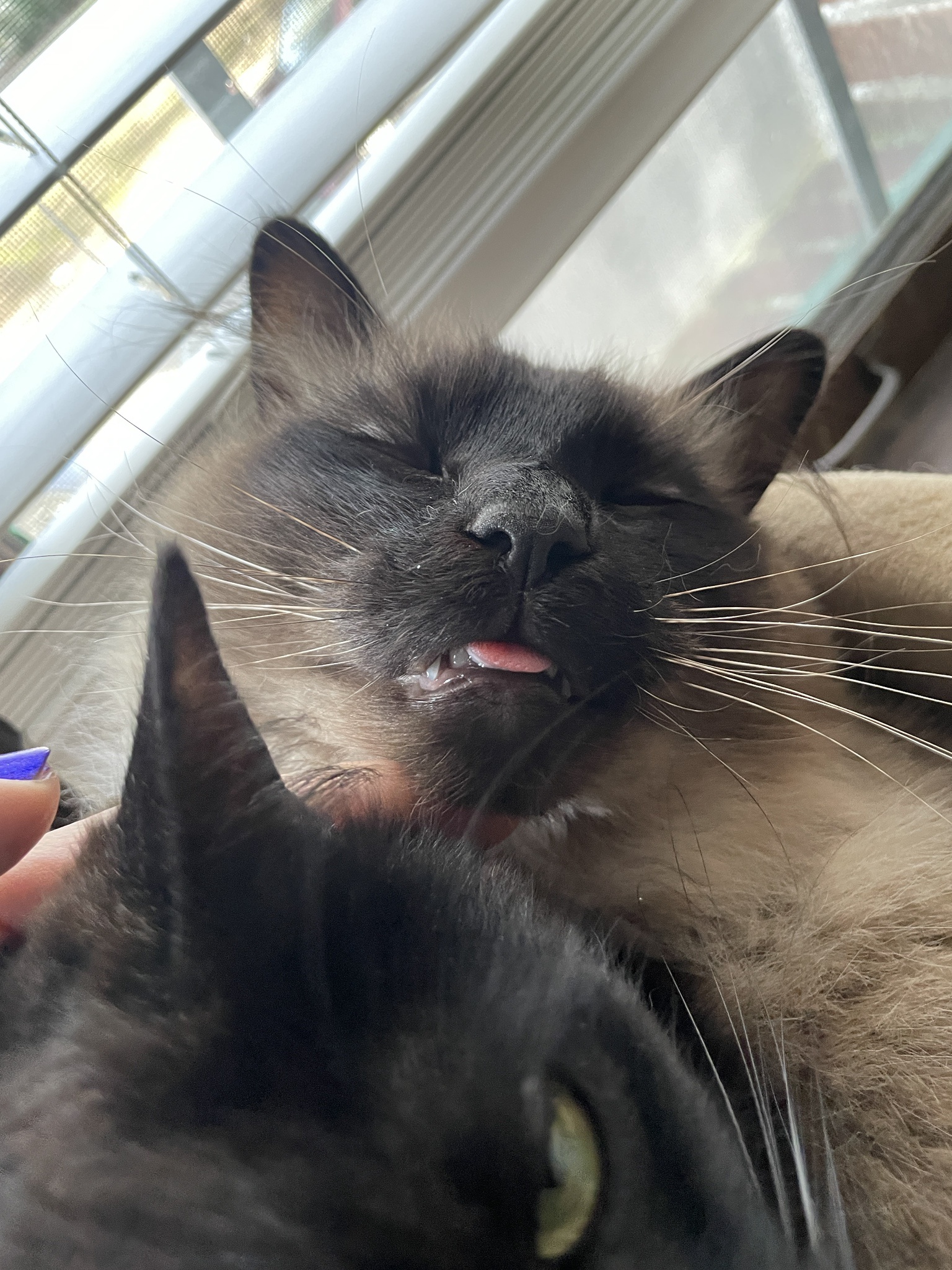 A Treasure Trove of Adorable Bleps