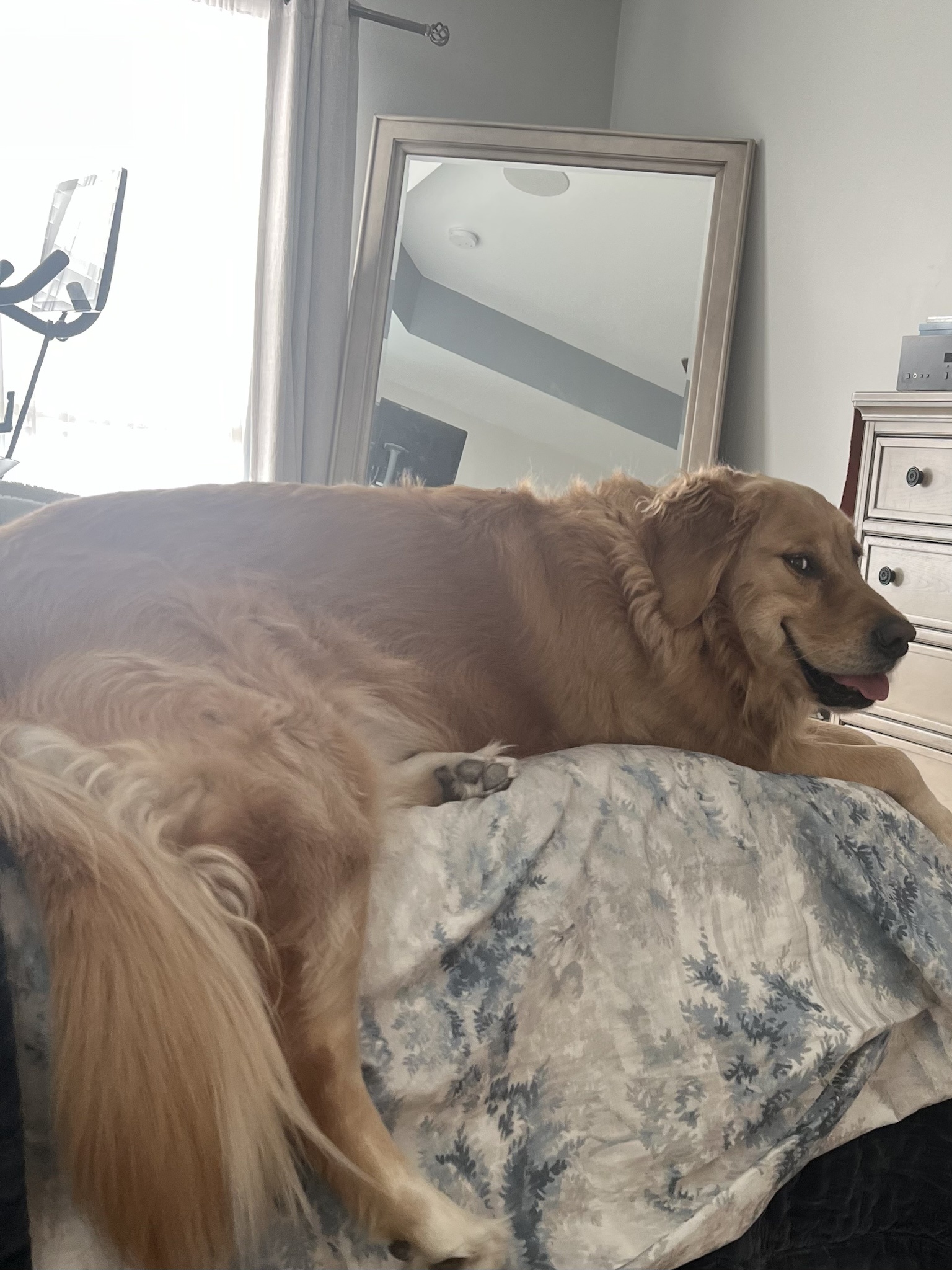 Bailey and the Mighty Beef Saga