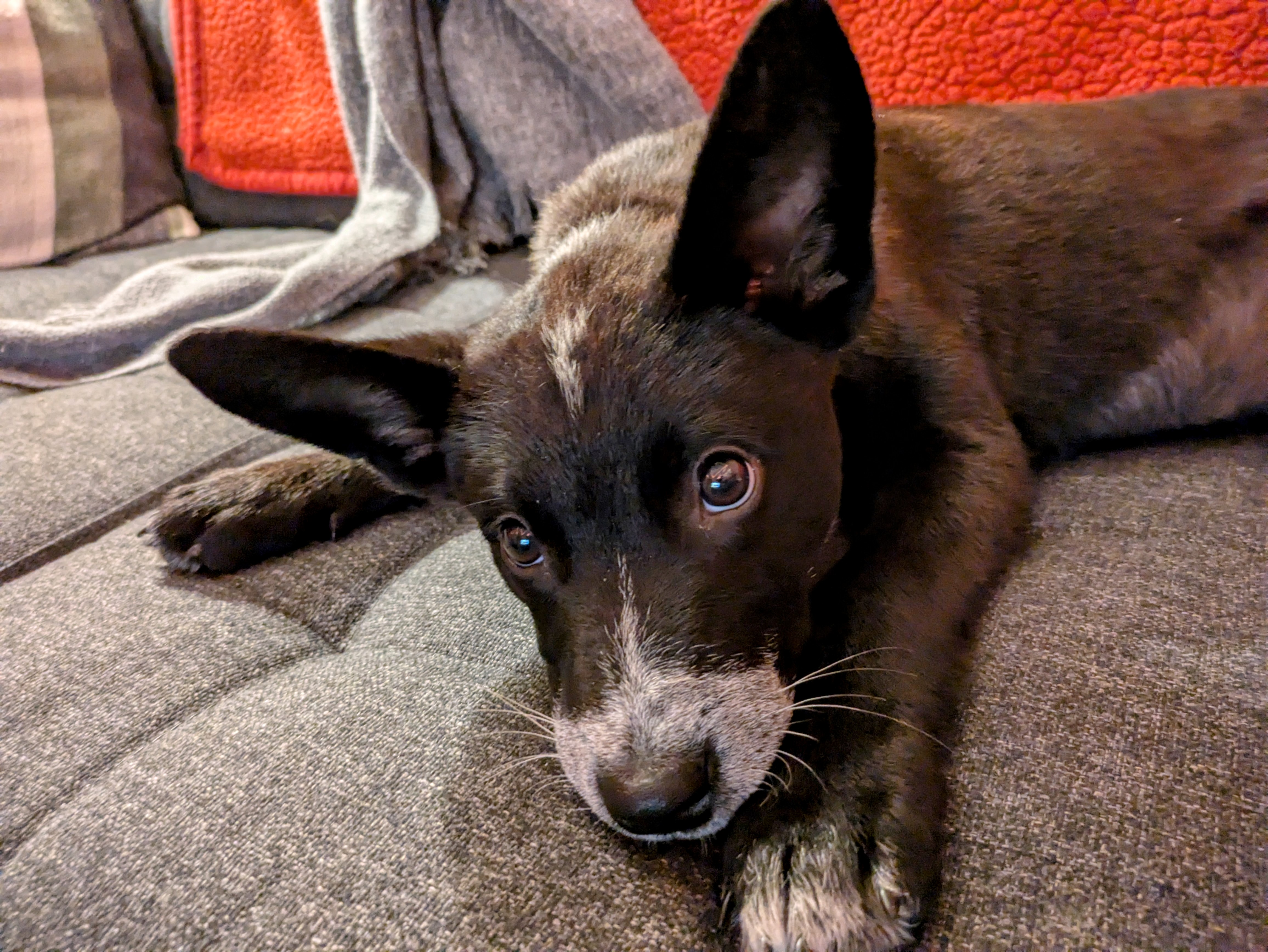 Introducing my new adventure buddy! Suggestions for a name are welcome.