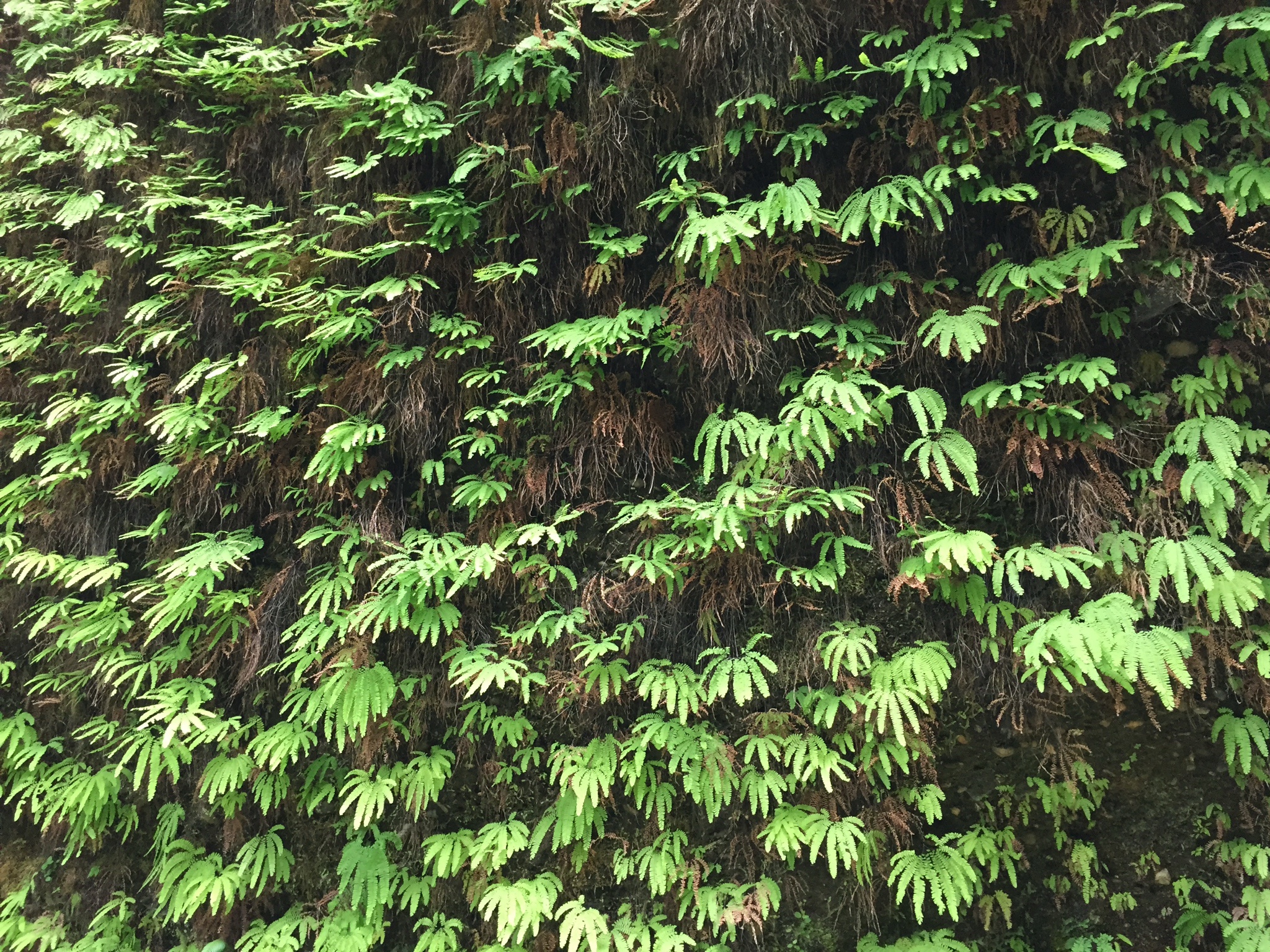 Discovering the Beauty of Fern Canyon