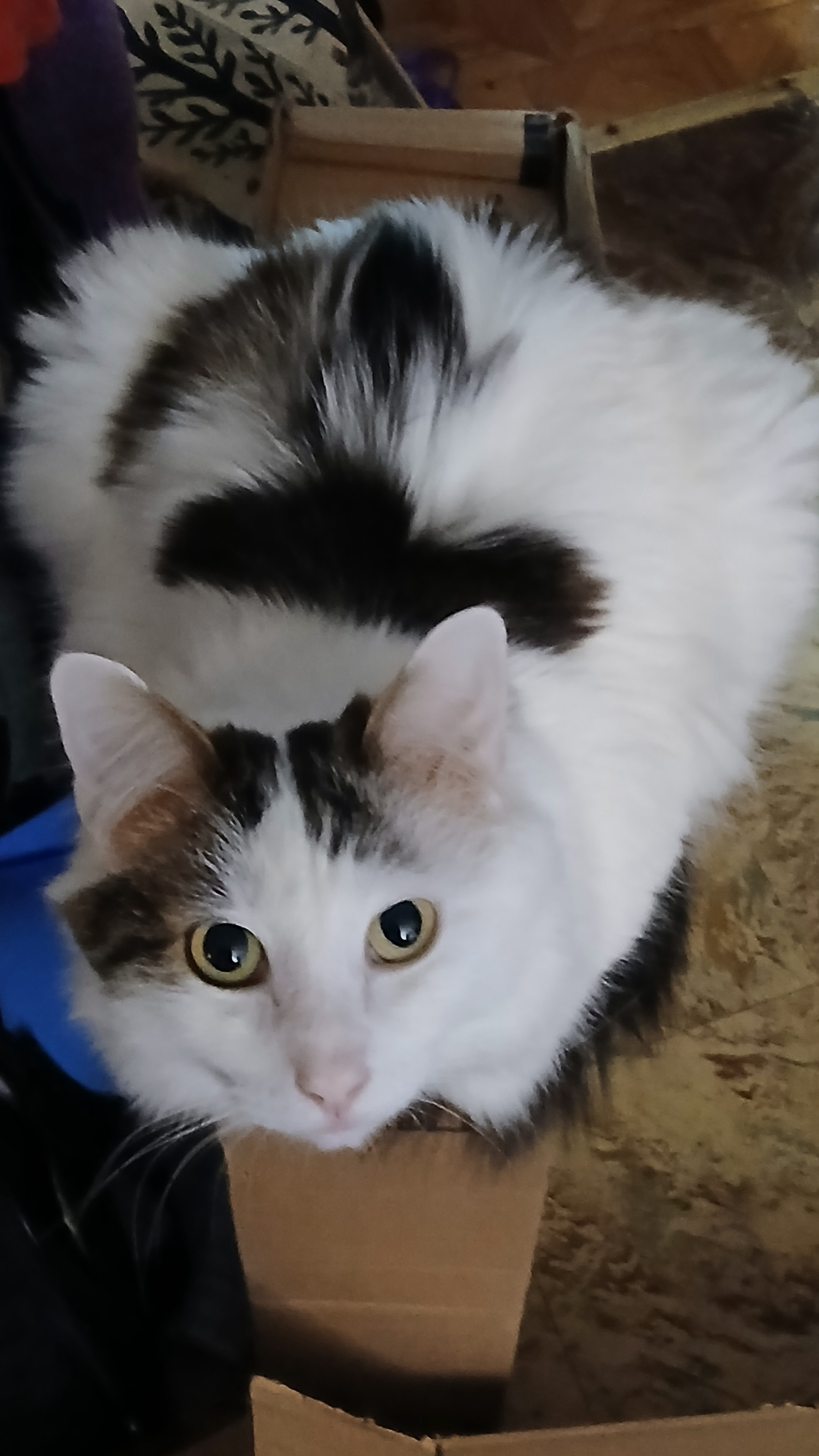Kevin wishes you a joyful Caturday!