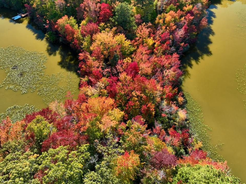 The Beauty of Autumn: Nature's Colorful Transformation