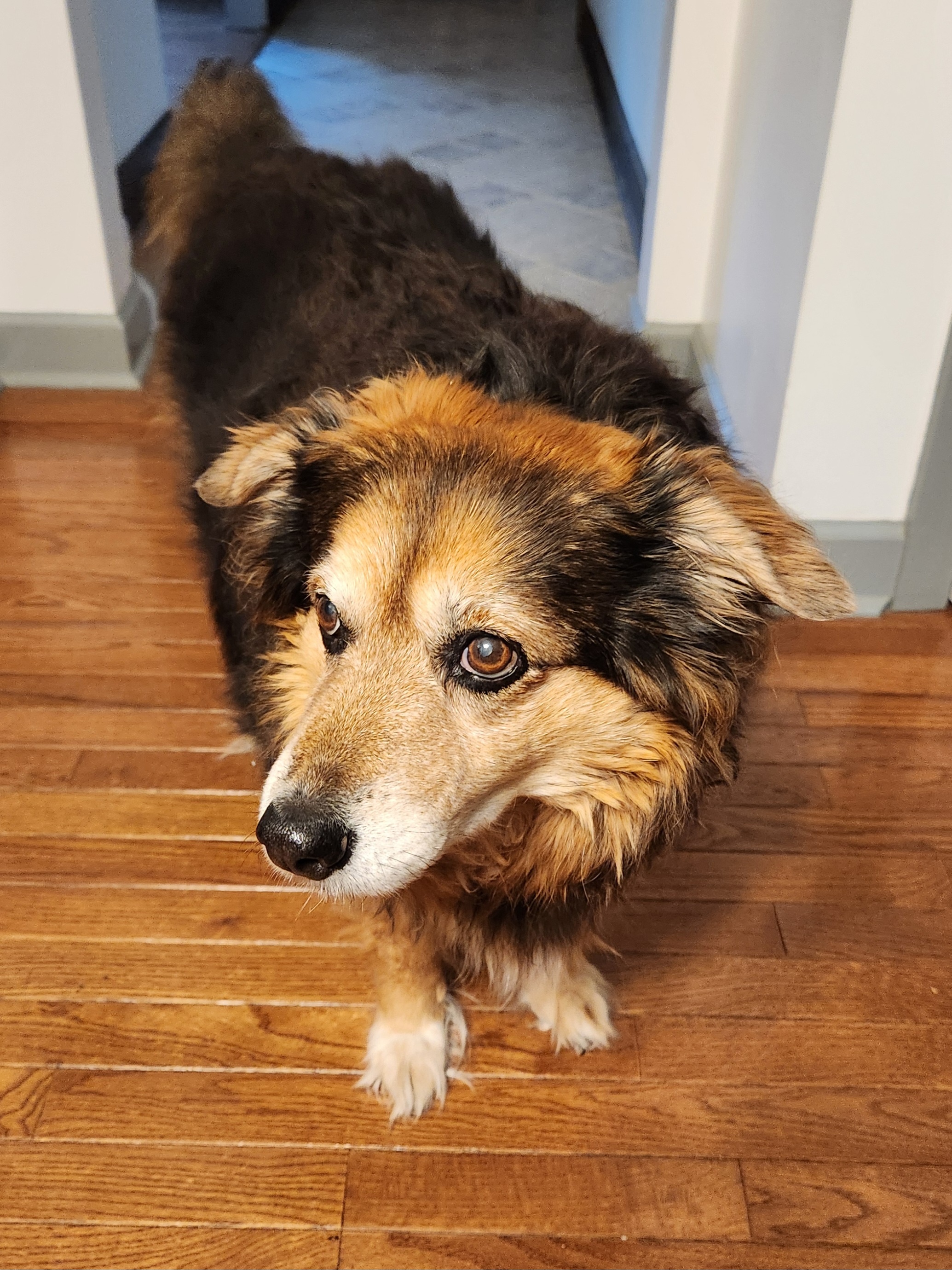 Peanut the dog: Daily dose of cuteness - Day 1638