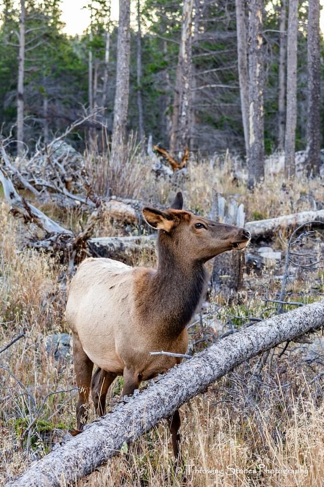 The Majestic Deer: Nature's Graceful Creatures