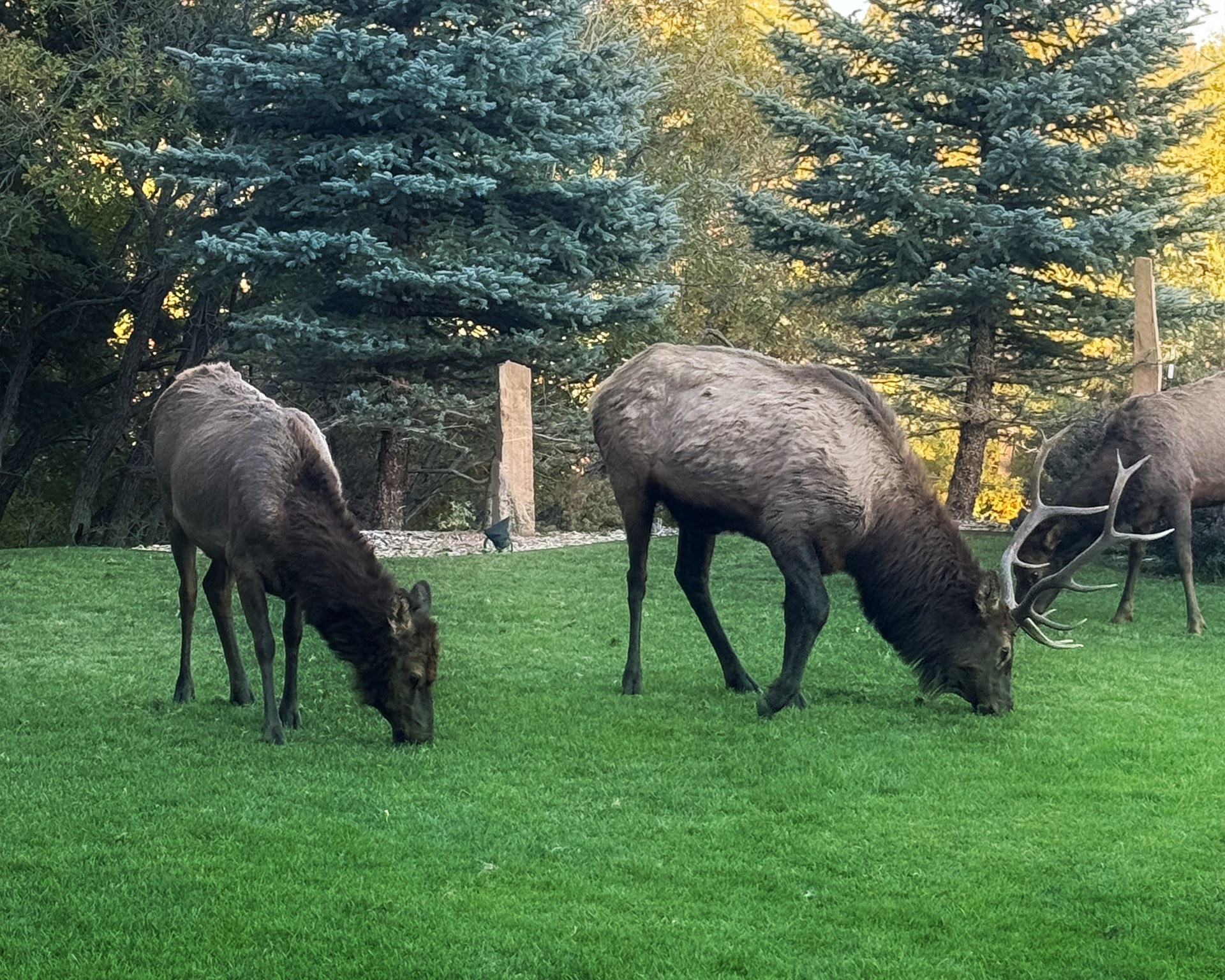 Observing Majestic Elk in Their Natural Habitat