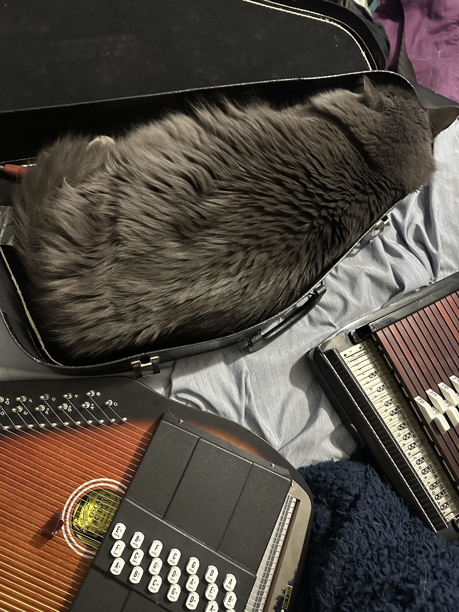 The Enigmatic Catoharp: A Feline's Musical Journey