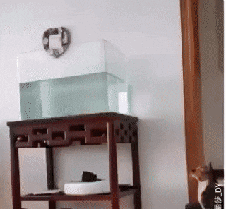 Lightning Fast Reflexes in Action...