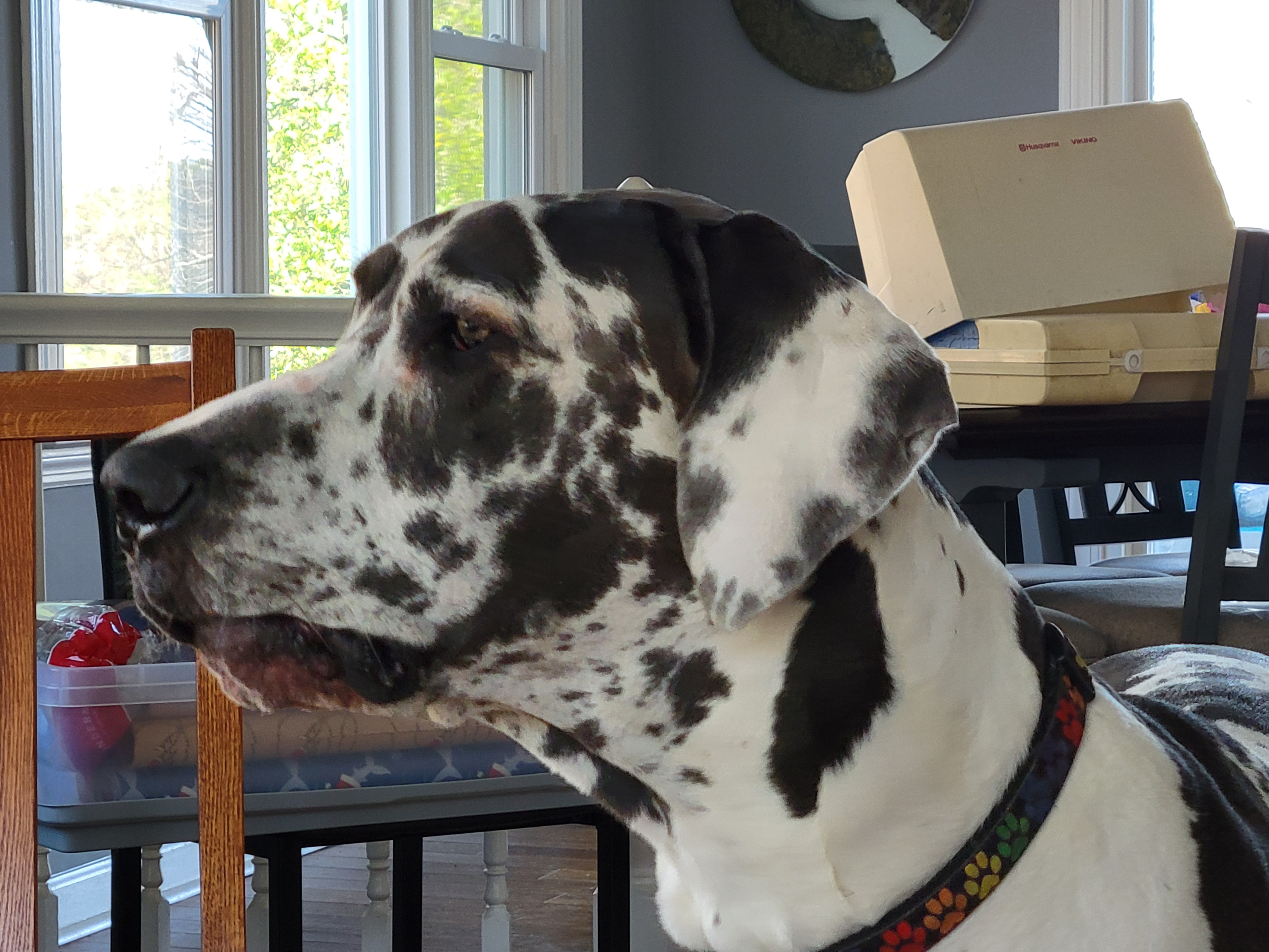 Meet Biggus Doggus: The Ultimate Canine Companion