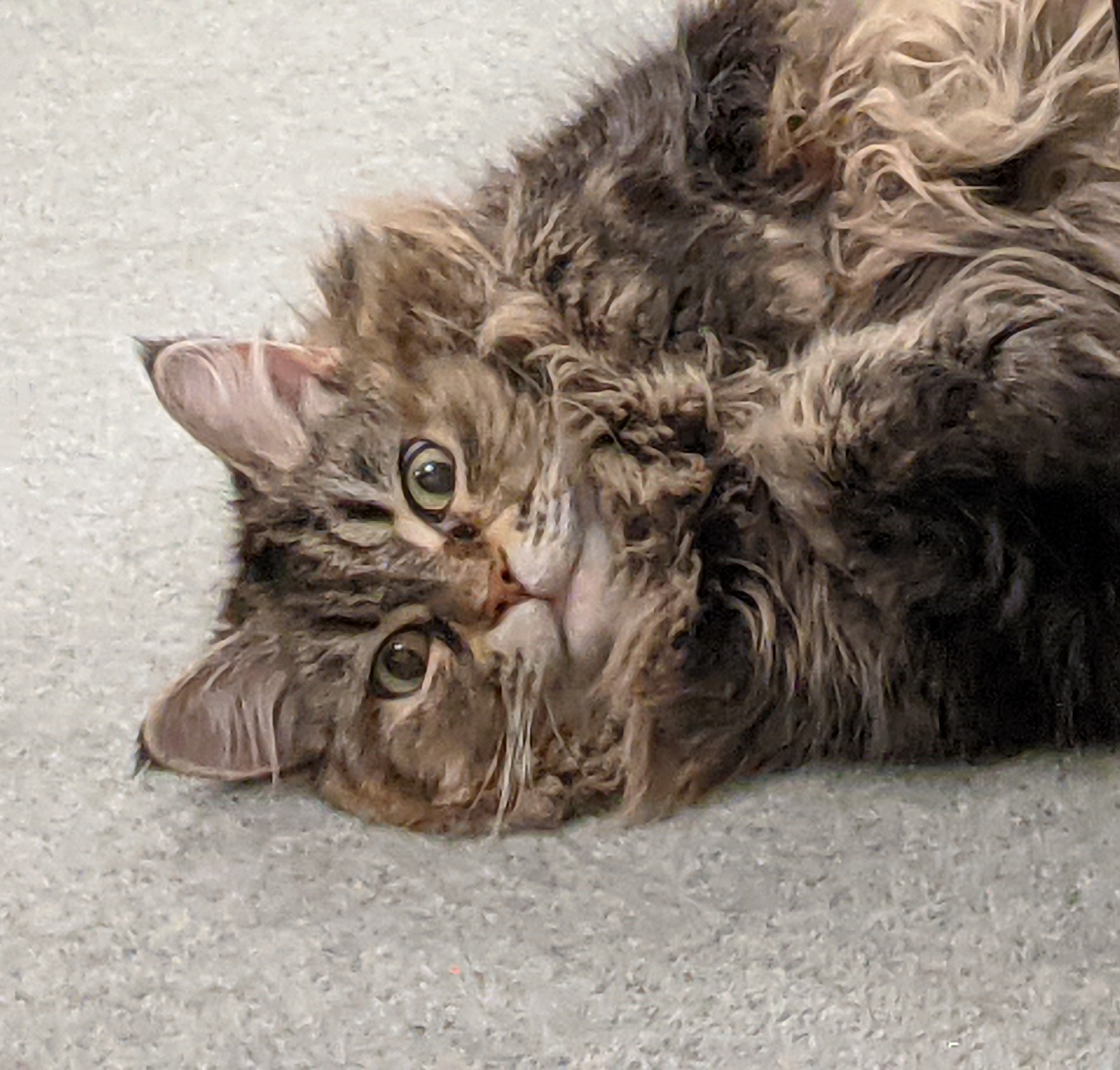 Fluffy Miss P Sends You Warm Caturday Wishes