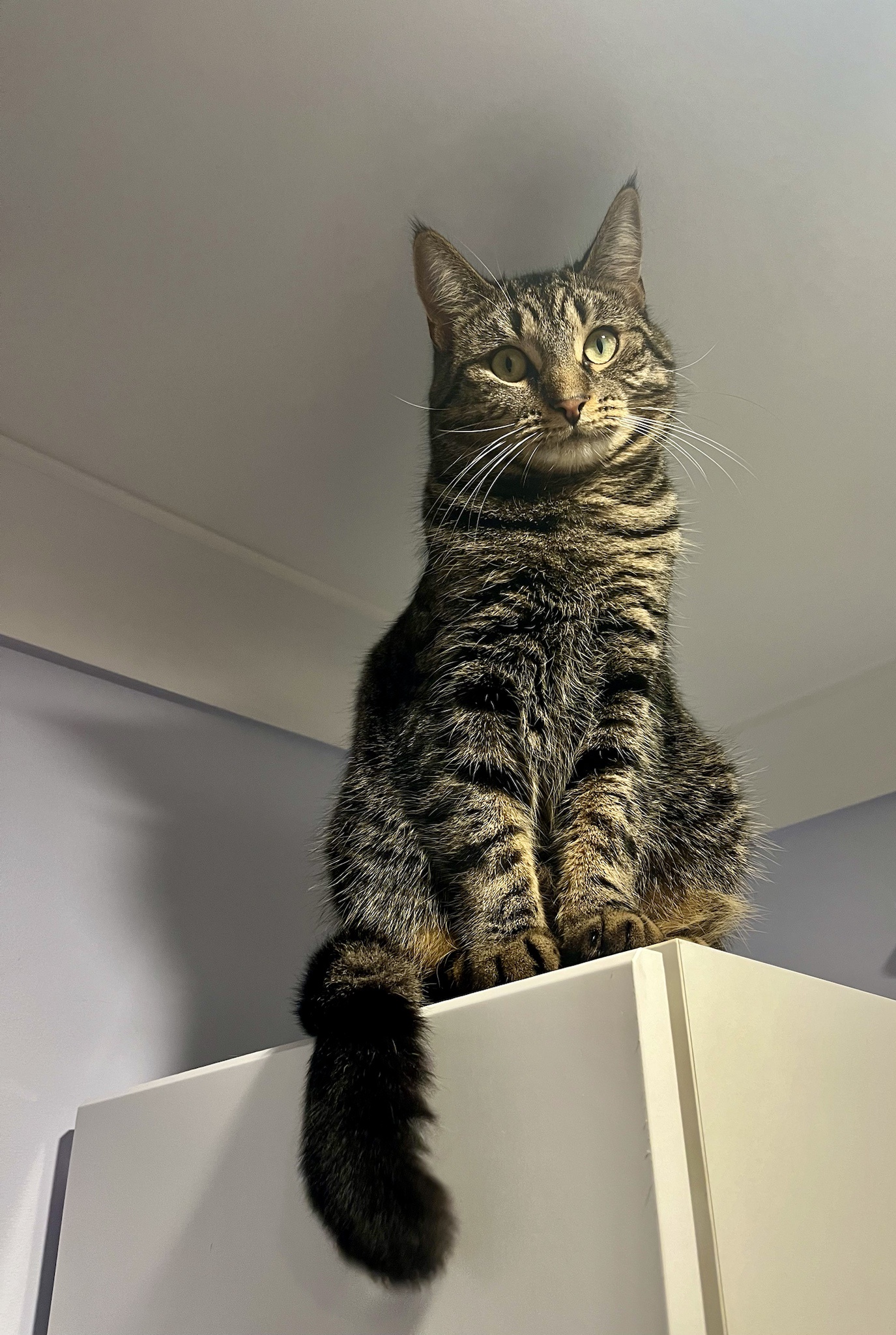 Caturday Vibes: Feeling Judged by My Feline Friends
