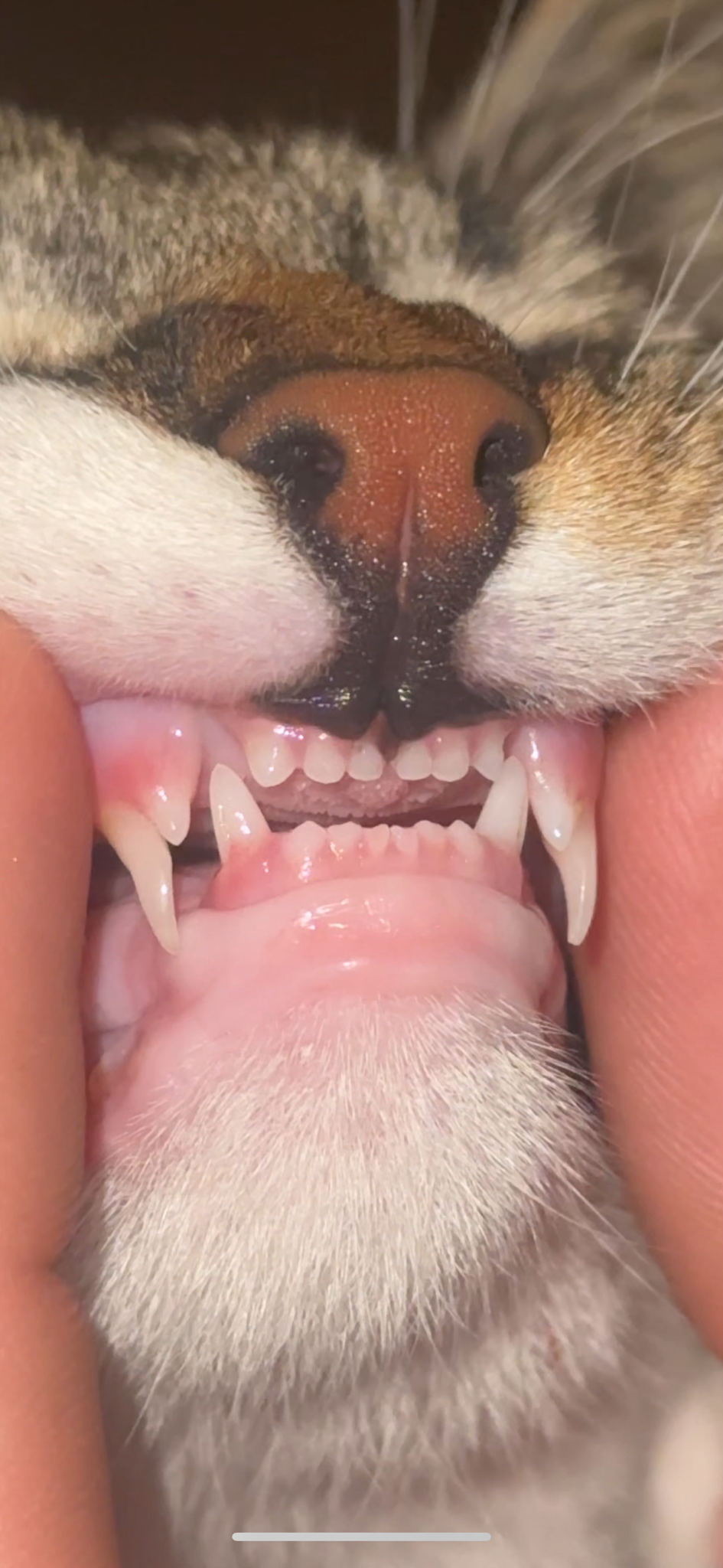 Our cats are finally getting their big kitty teeth!