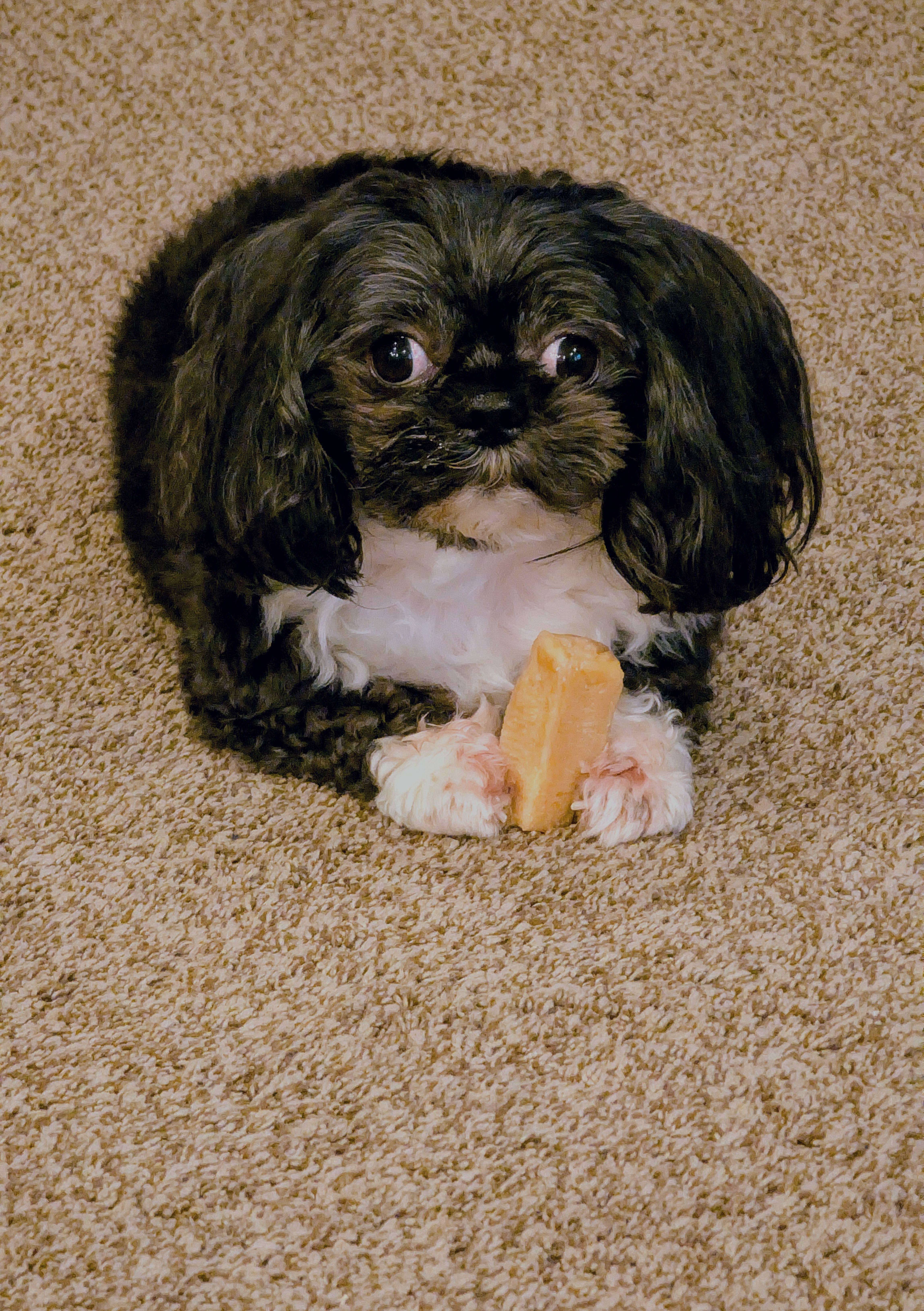 Thought He Was a Shih Tzu, But He's Got Chihuahuan Spirit!