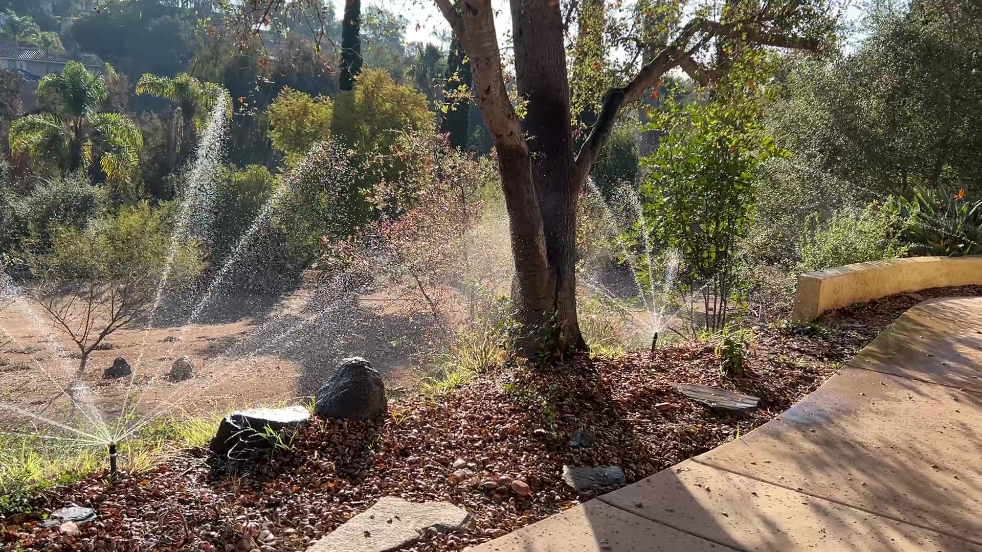 Tending to the front garden with a splash of water.