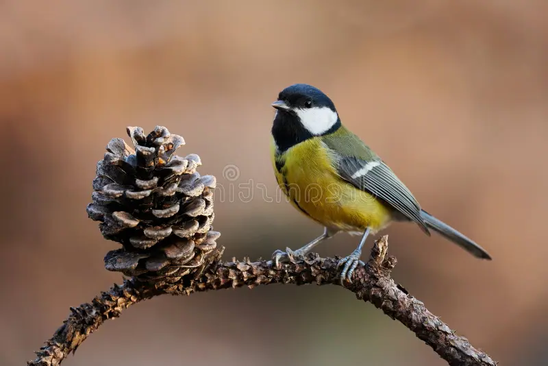 Team Pinecone and a surprise guest: the Tit!