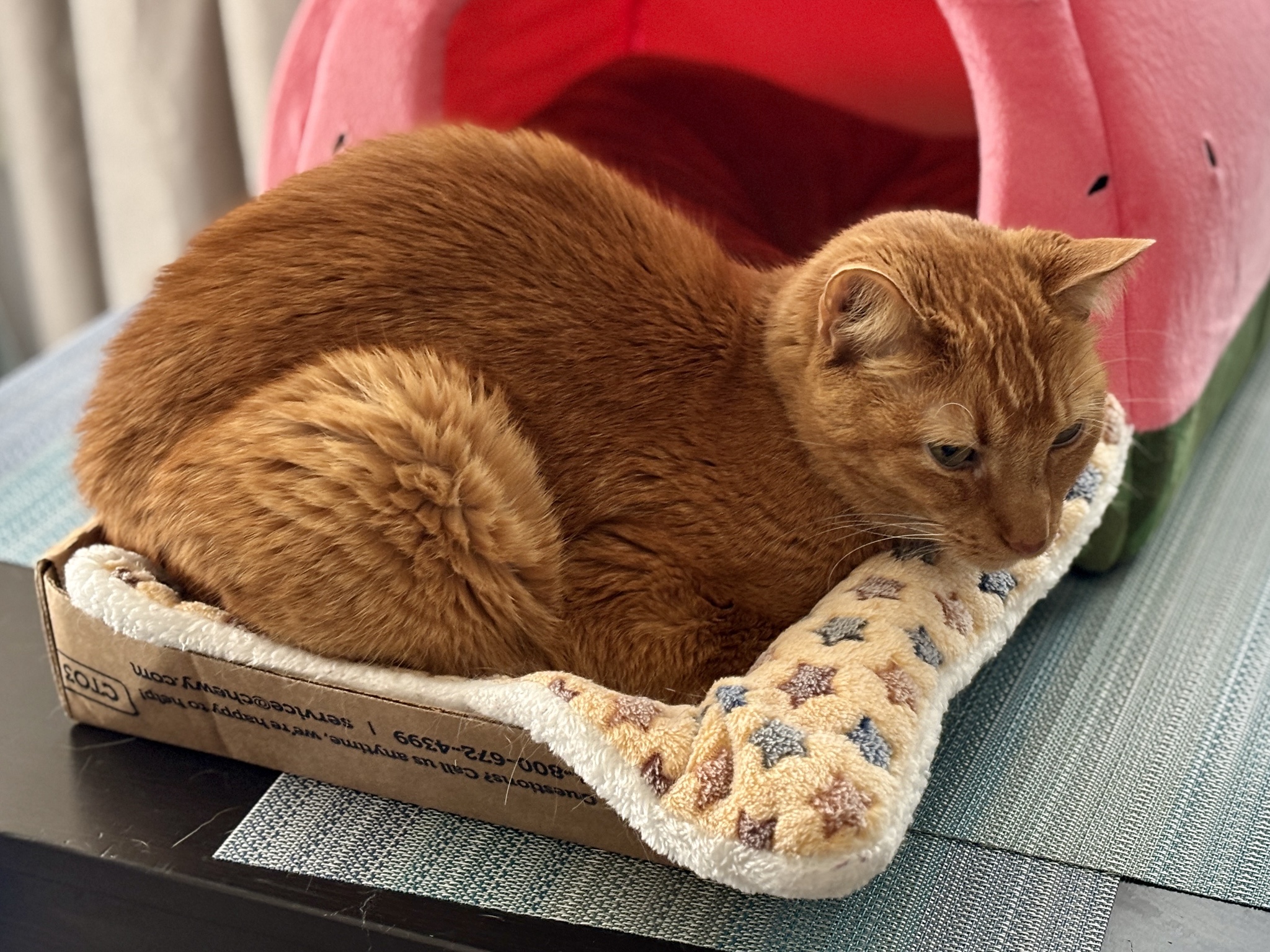 The plan was simple: rattle the food container and watch the cats come running. But that didn't happen.