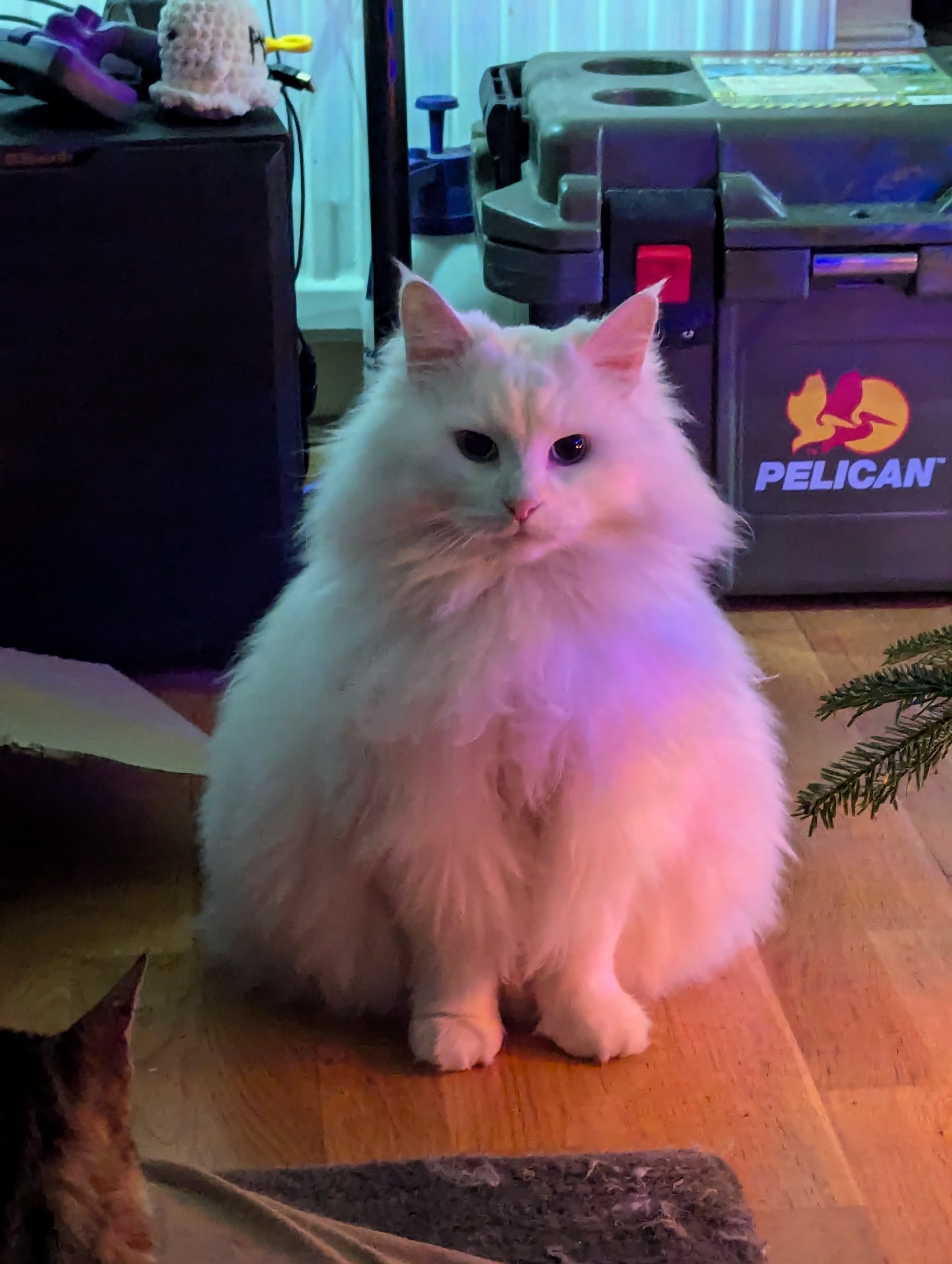 A Little Surprise Under the Tree, Looking Extra Round Today