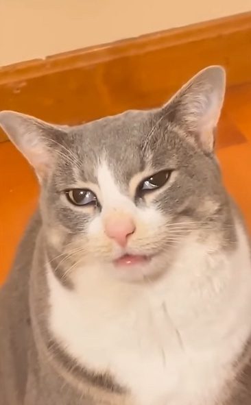 The Ultimate Cat Compilation