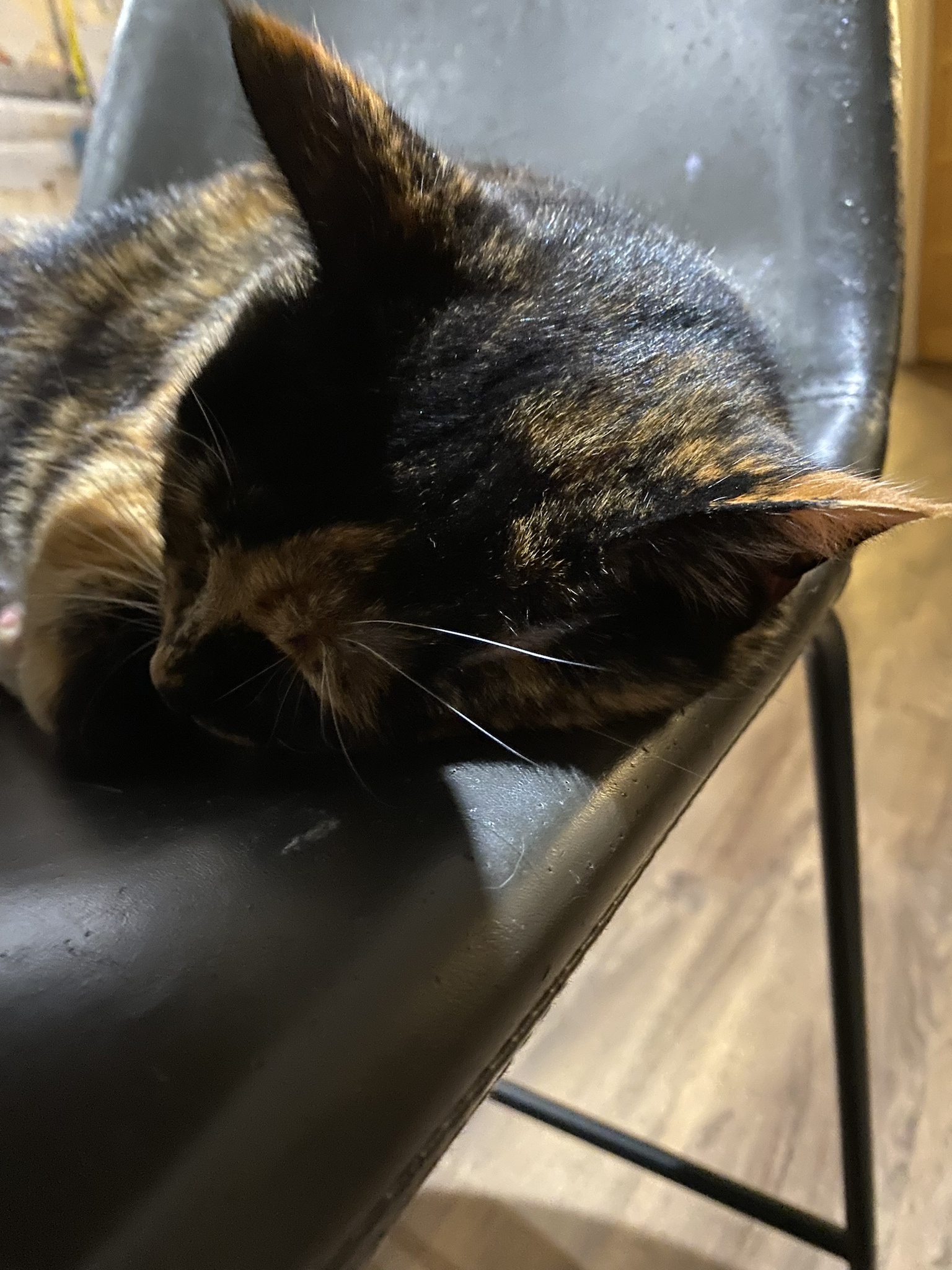Crumble's Daily Snapshot