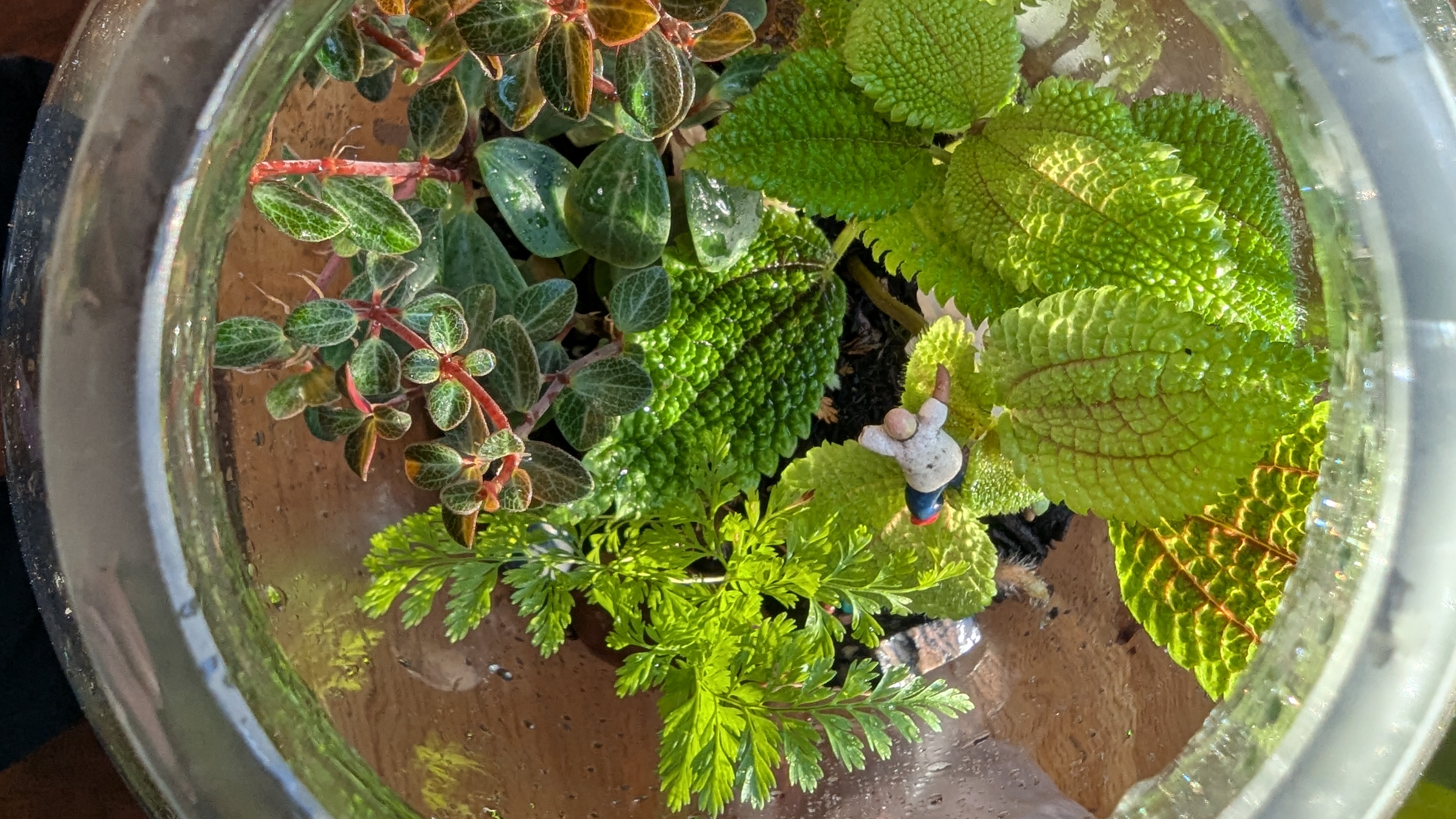 Little People Find a New Home: A Decade-Old Terrarium with Foggy Glass