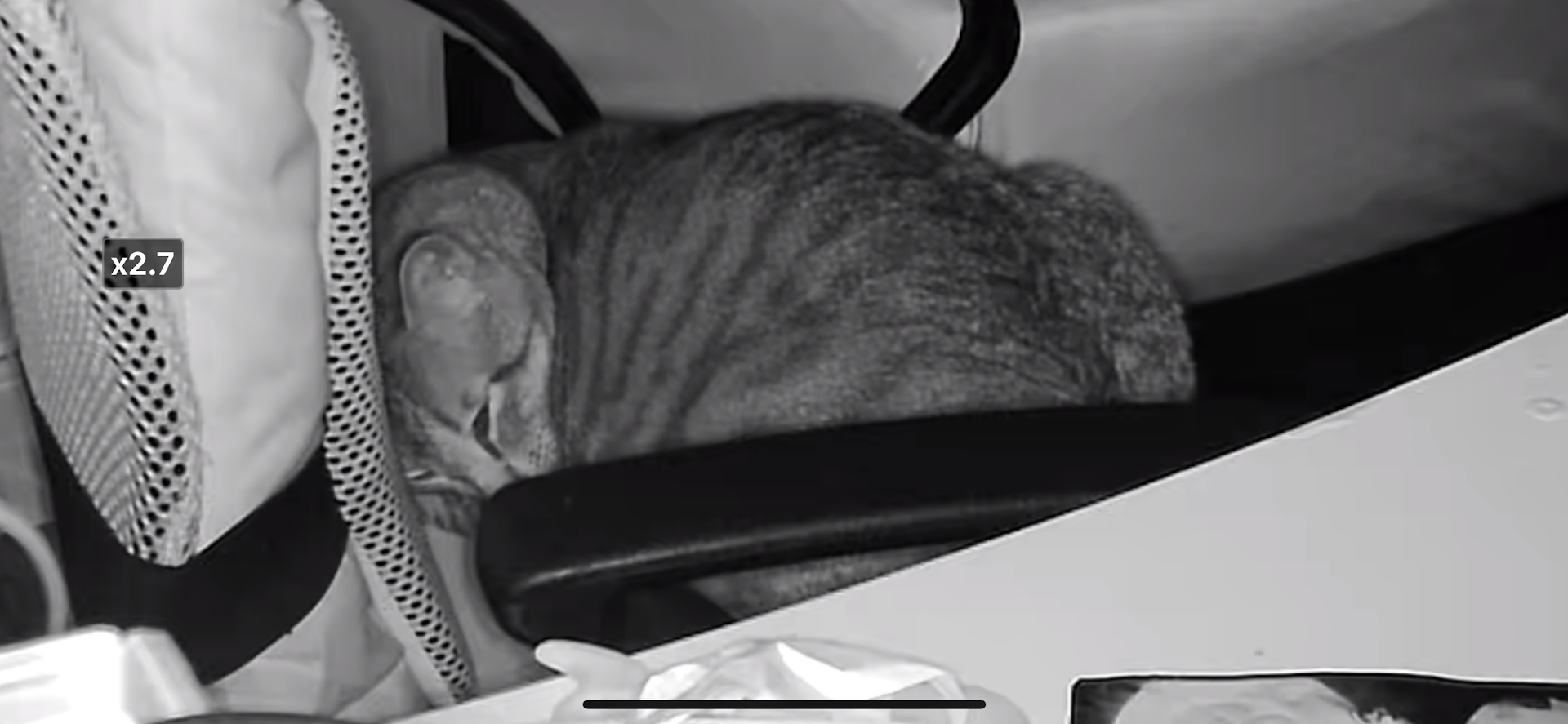 The Adorable Cat Chronicles