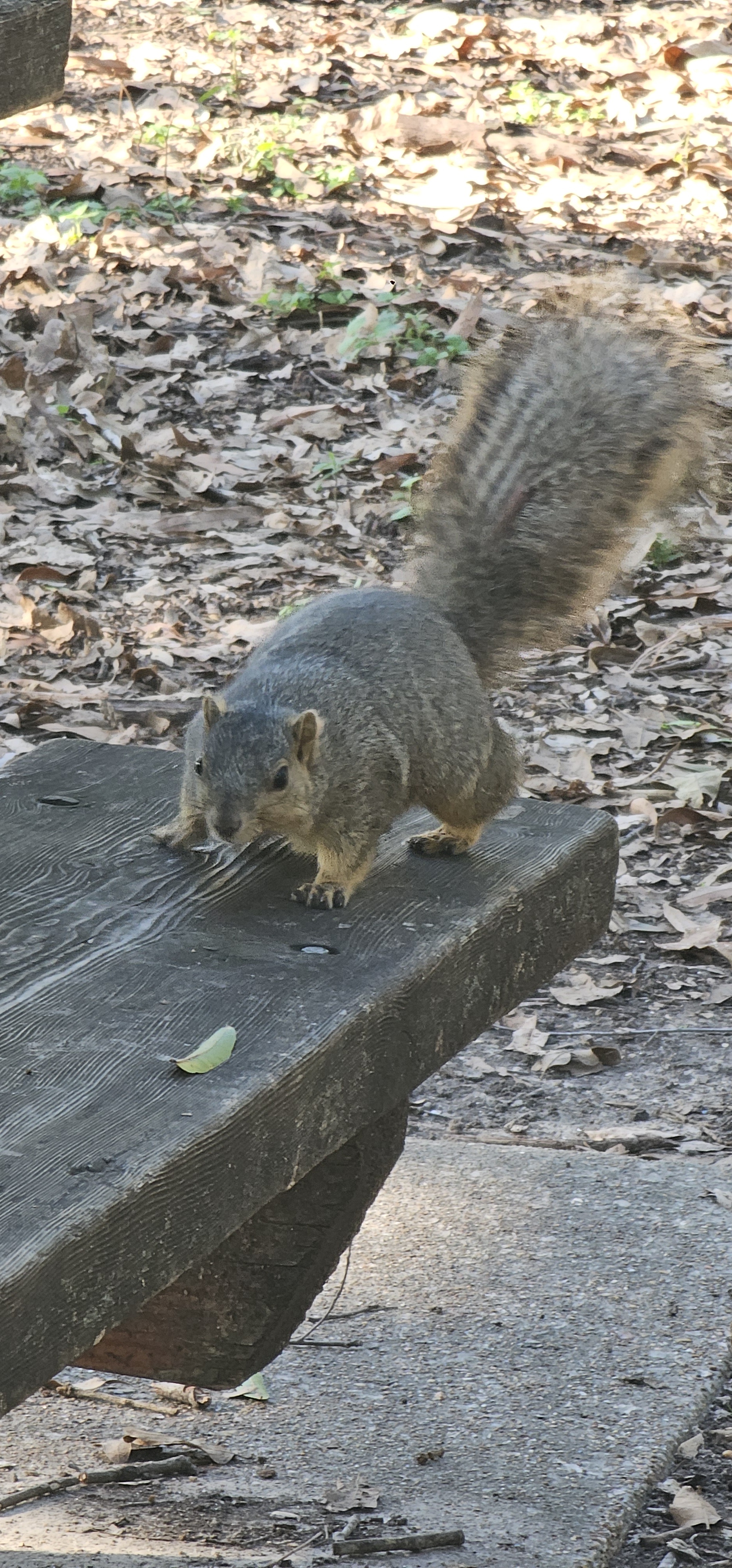 Meet the Adorable Sciurus Chonkus!
