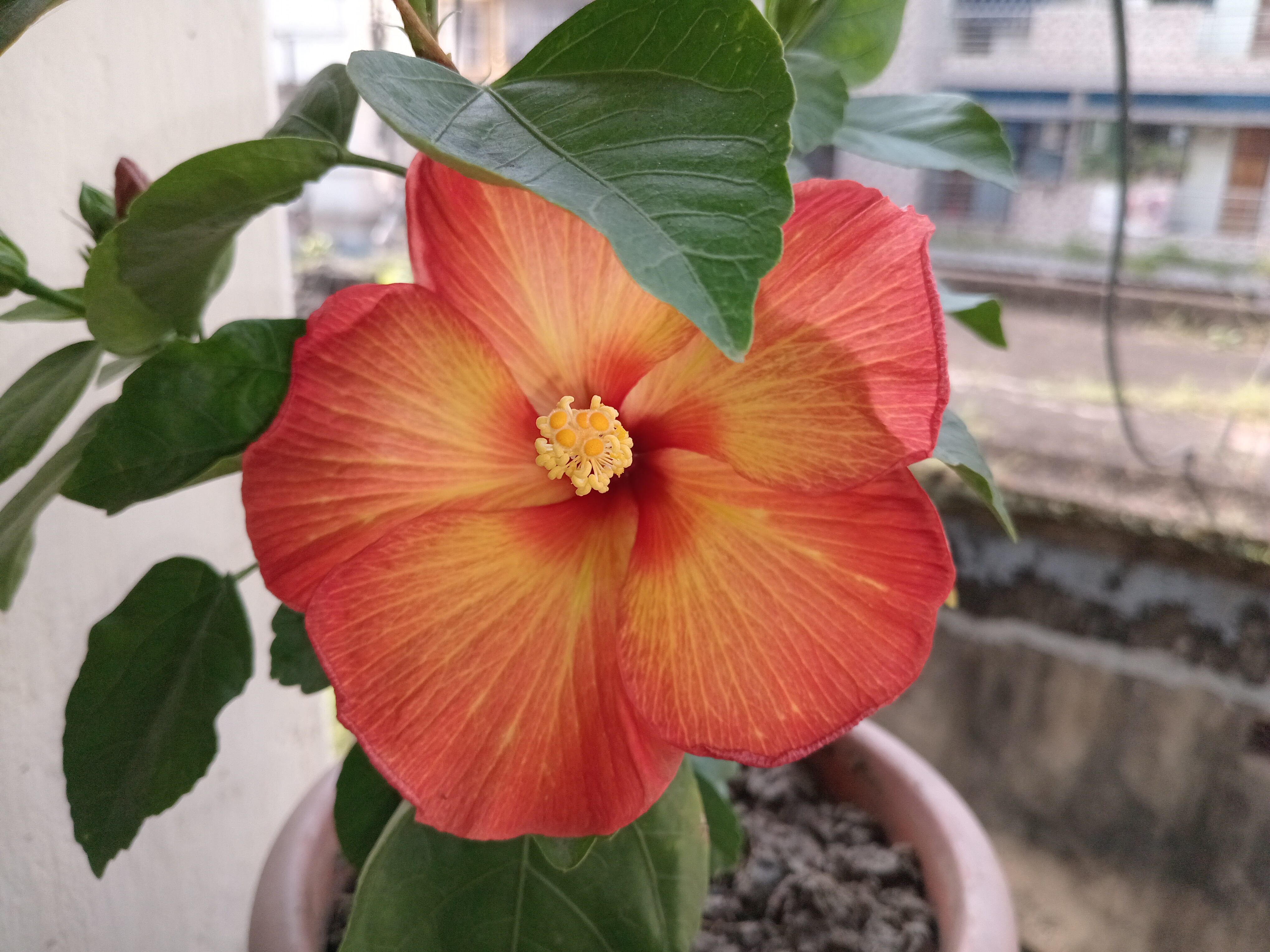 Today's Gorgeous Bloom Unveiled