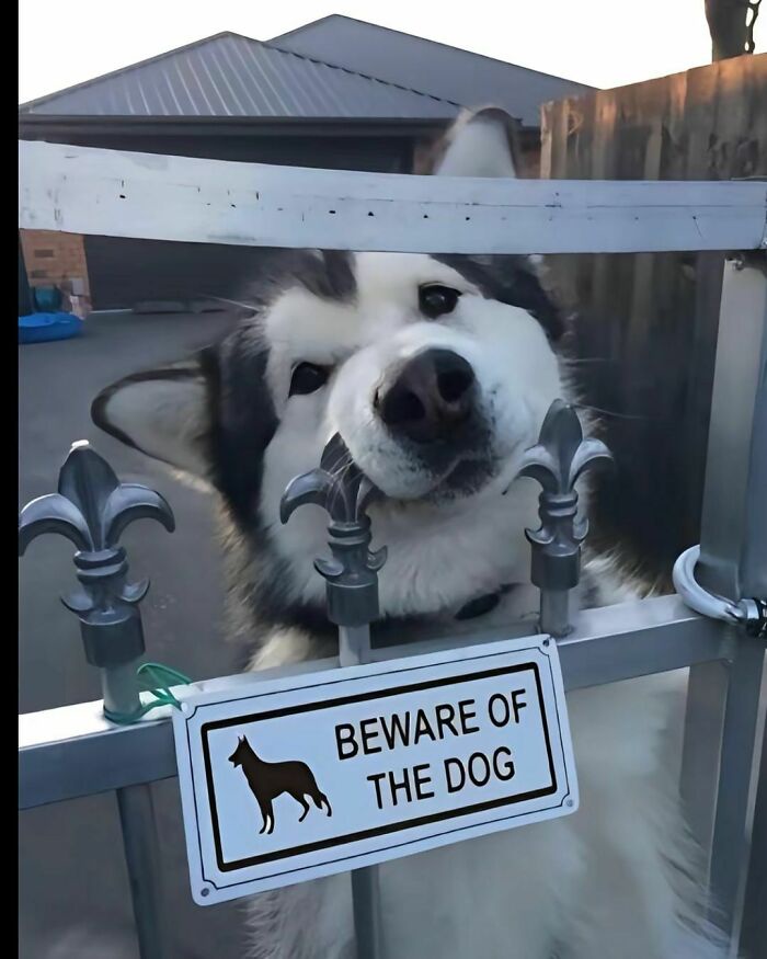 I Can't Resist Petting the Dog!
