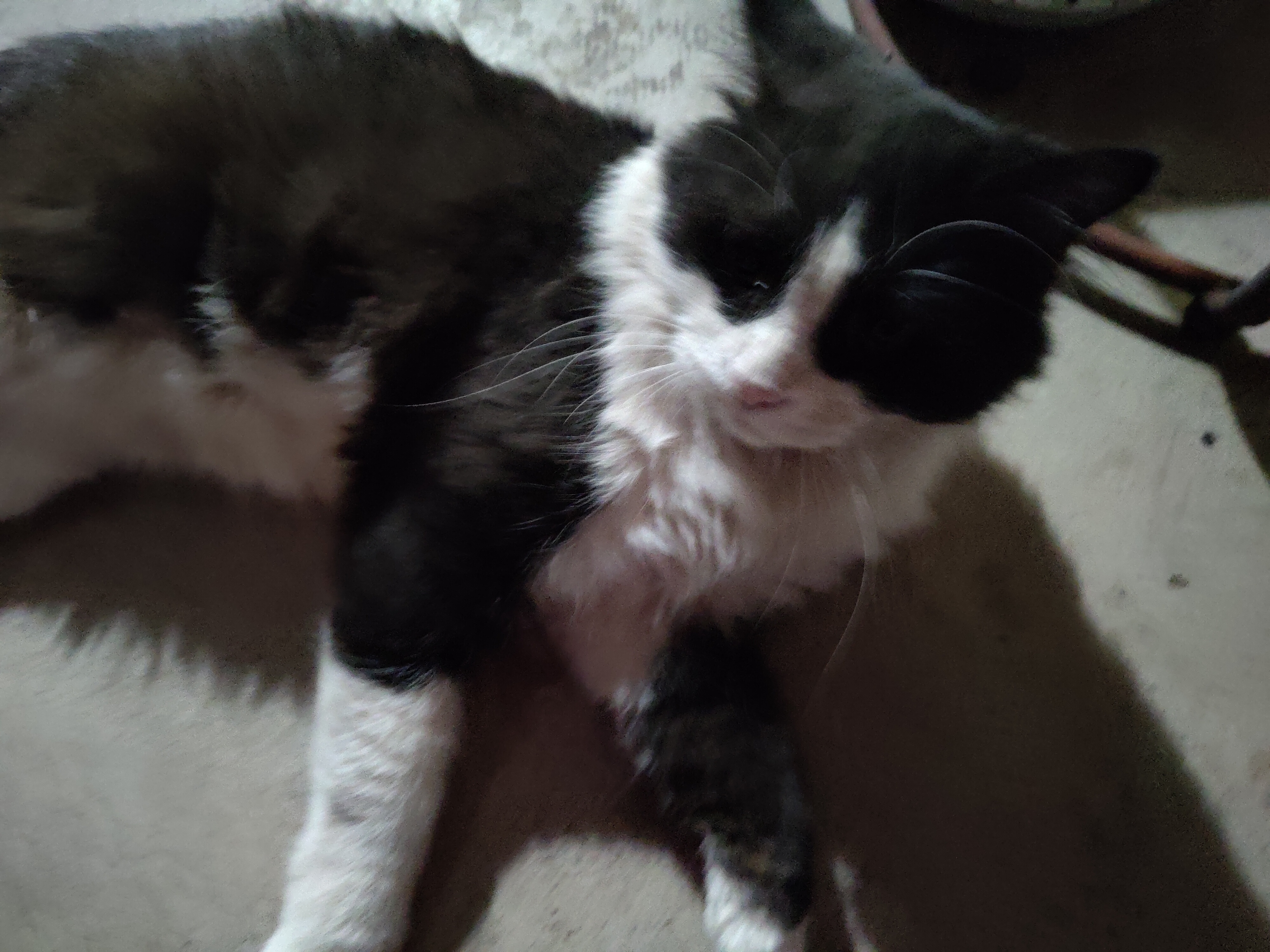Second Chance: Helping This Sweetheart Find a Forever Home