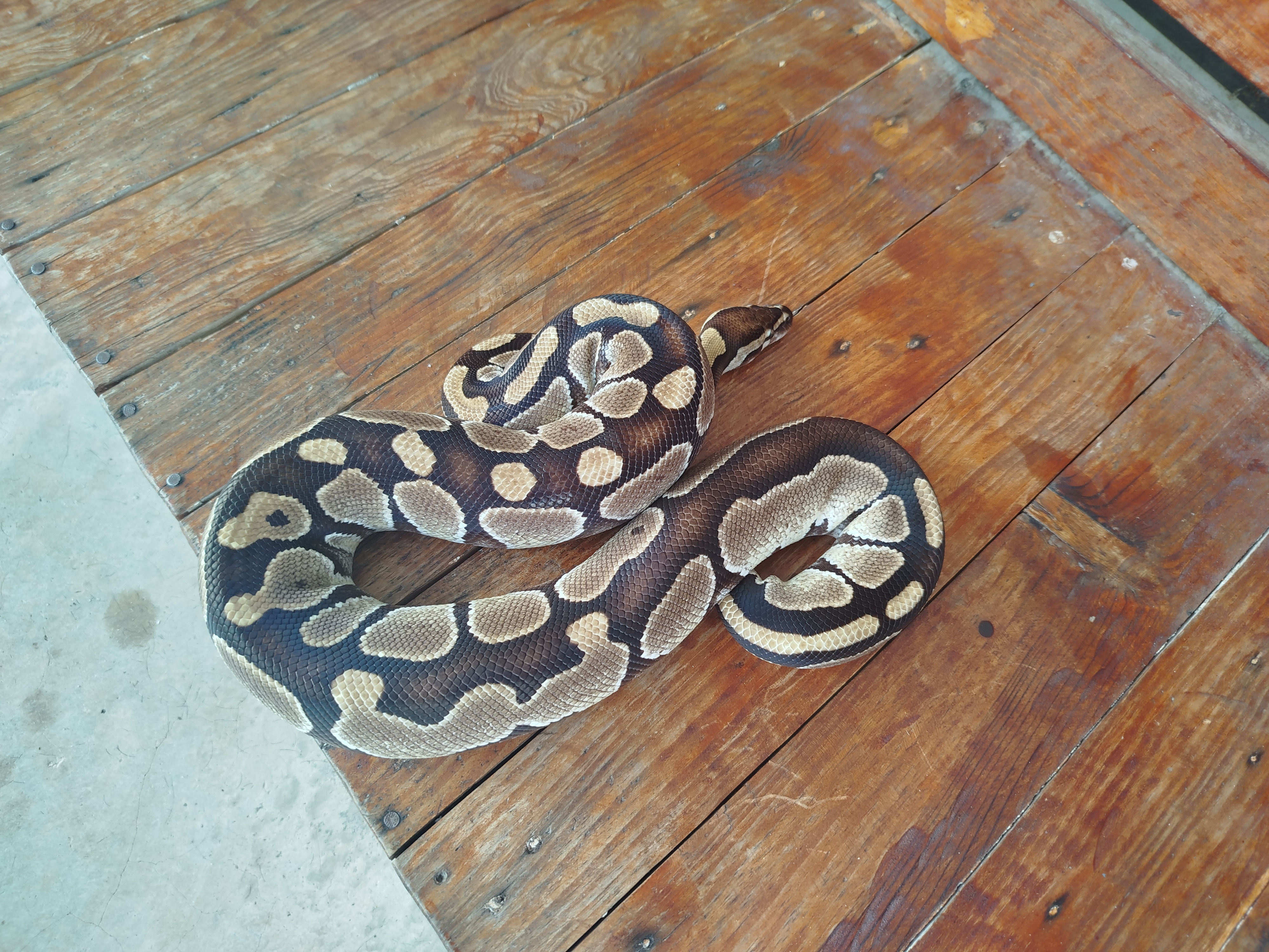 Mama Snake Strikes Back: The Sequel