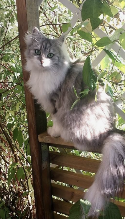 Adorable Kitties Stealing Hearts Everywhere