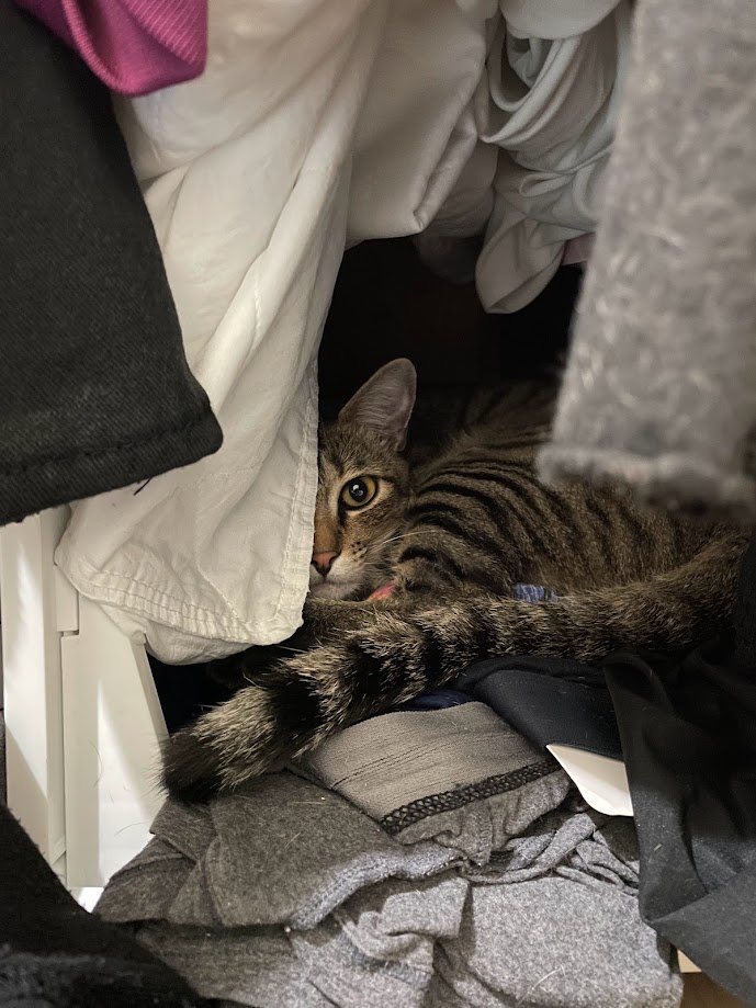 The Adorable Cat Chronicles