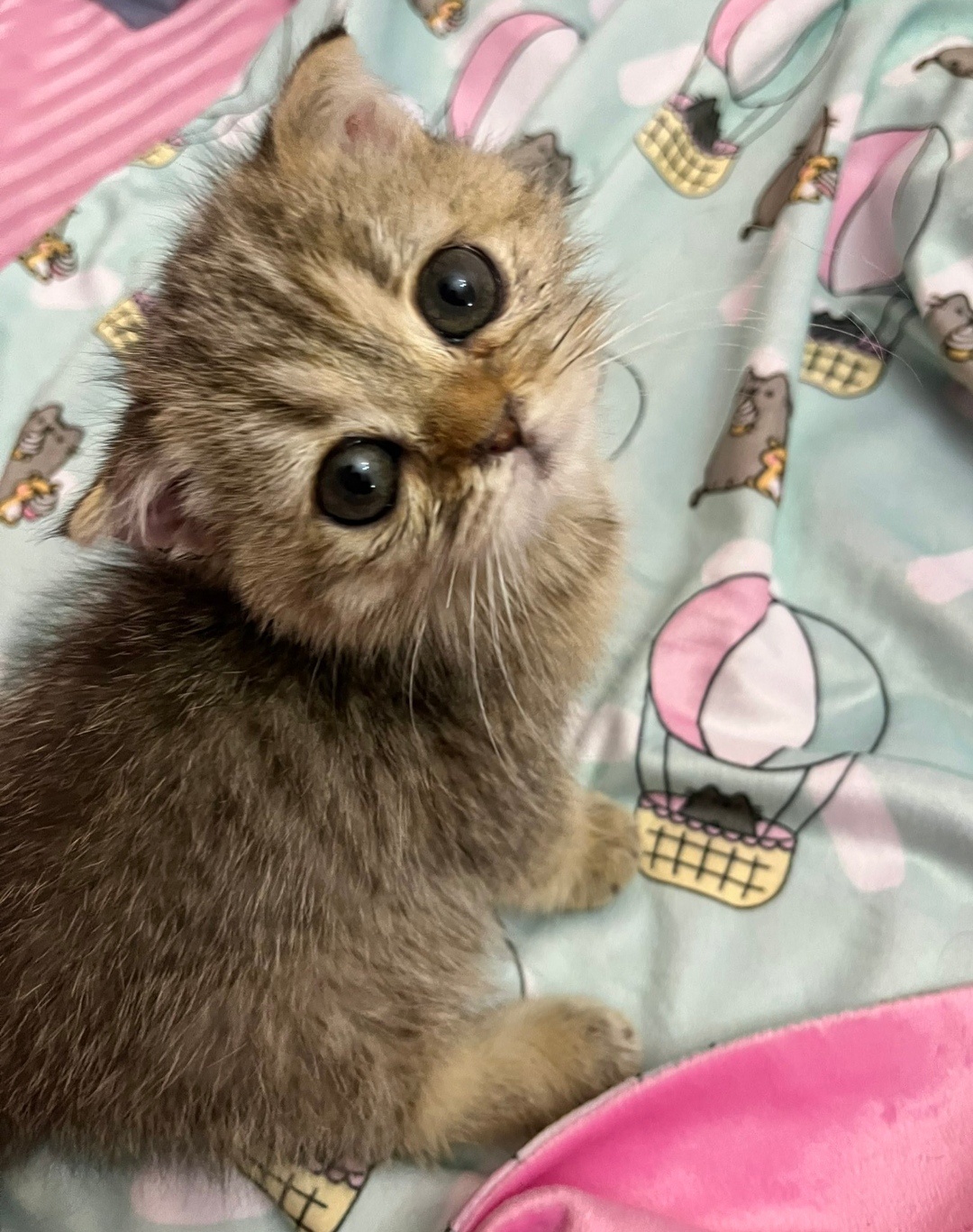 The Epitome of Cuteness Captured in a Single Picture