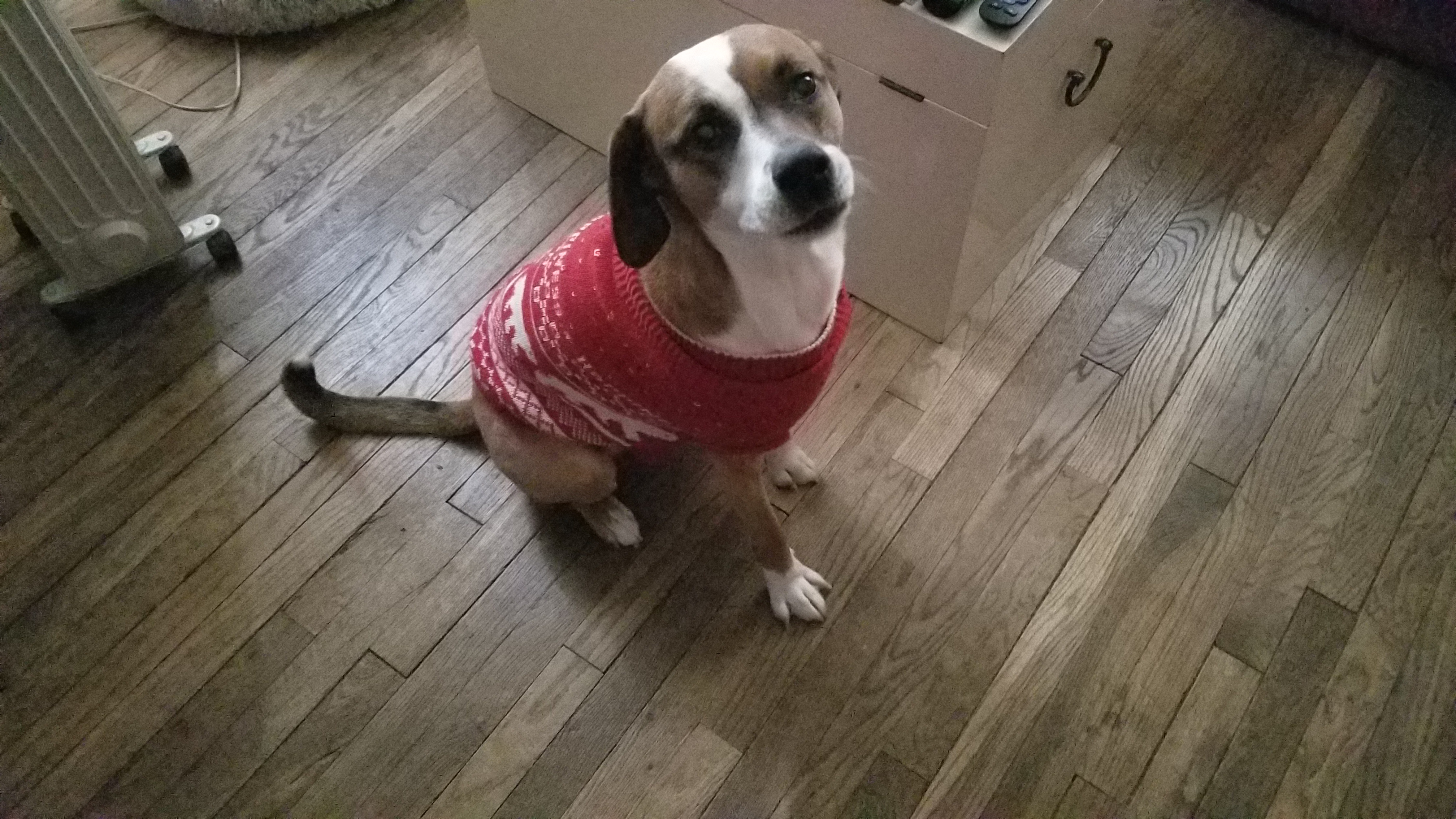 Meet my dashing boy, Egon!