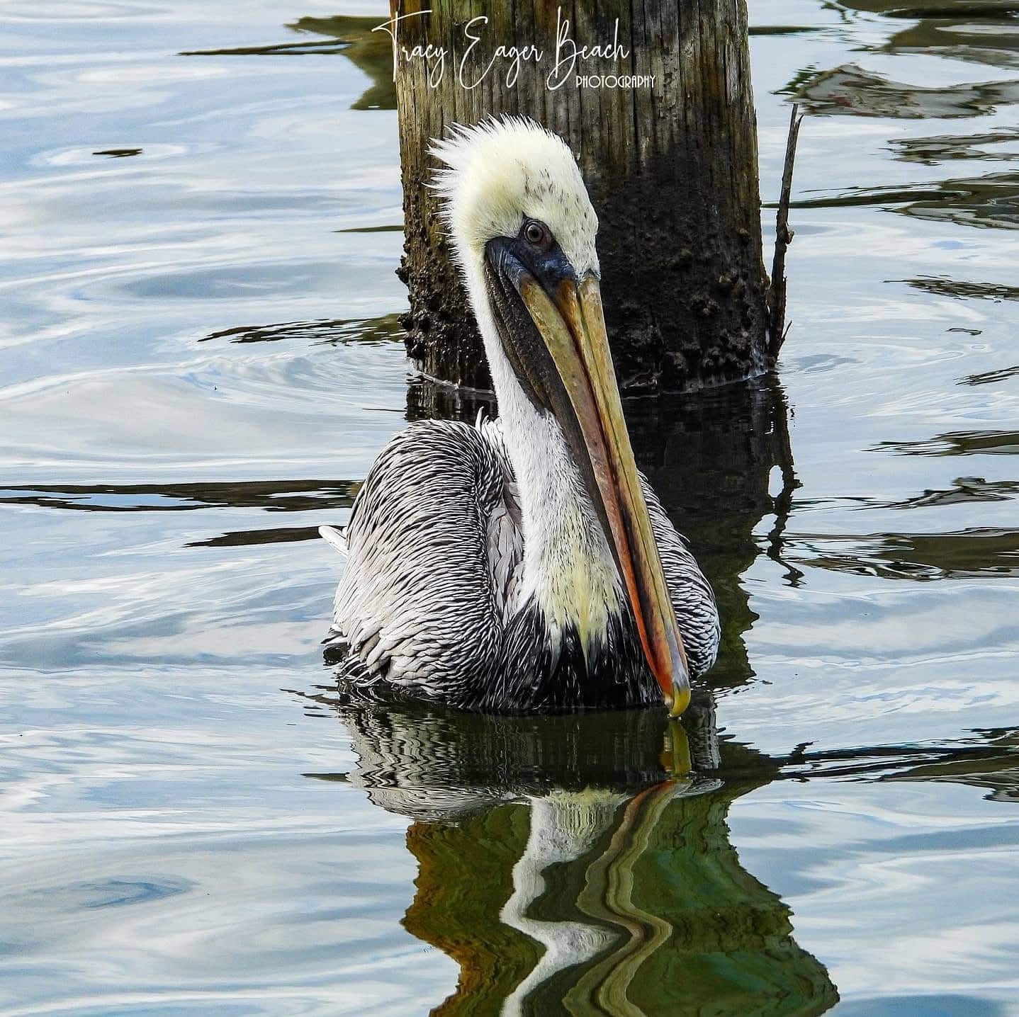Majestic Pelican in action