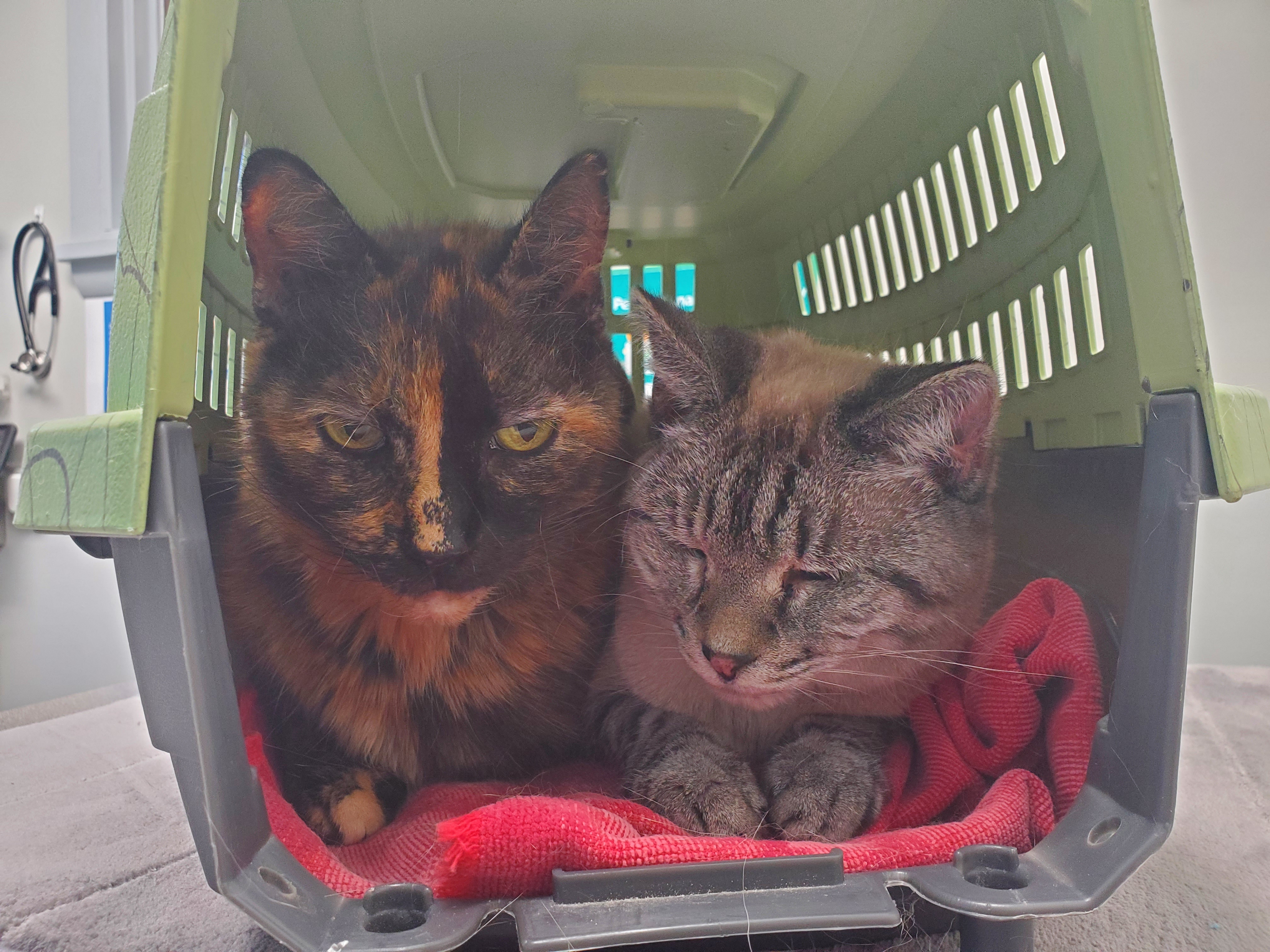 A Brief Ceasefire at the Vet's Office