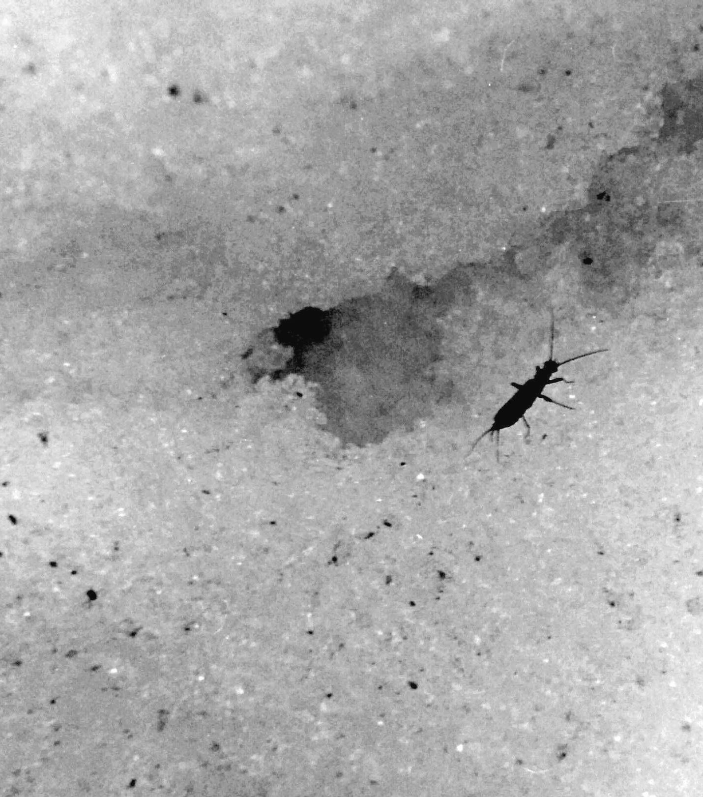 A Winter Stonefly Making Its Mark on the Snow