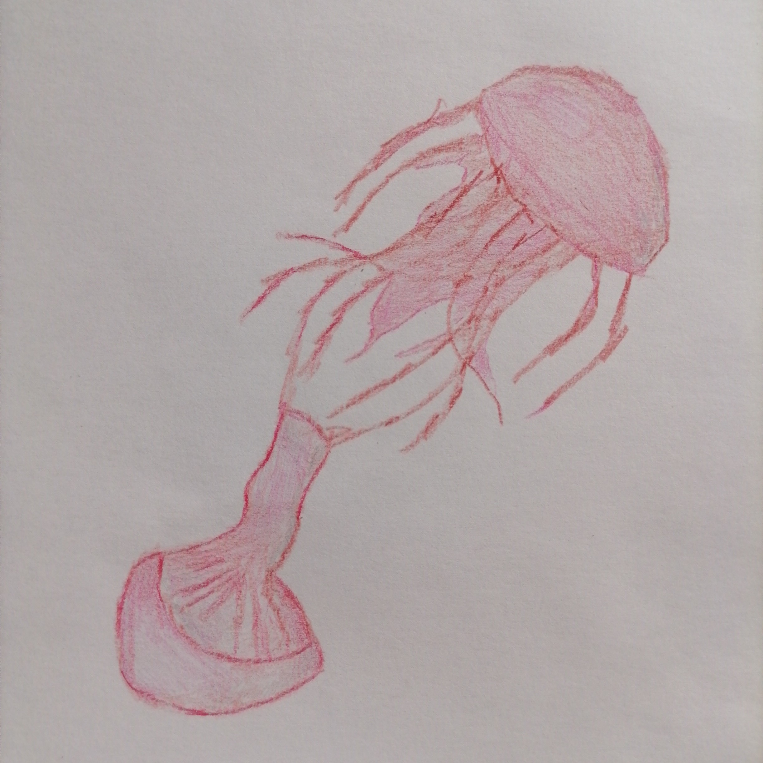 The Jellyfish and the Mushroom: An Unlikely Friendship