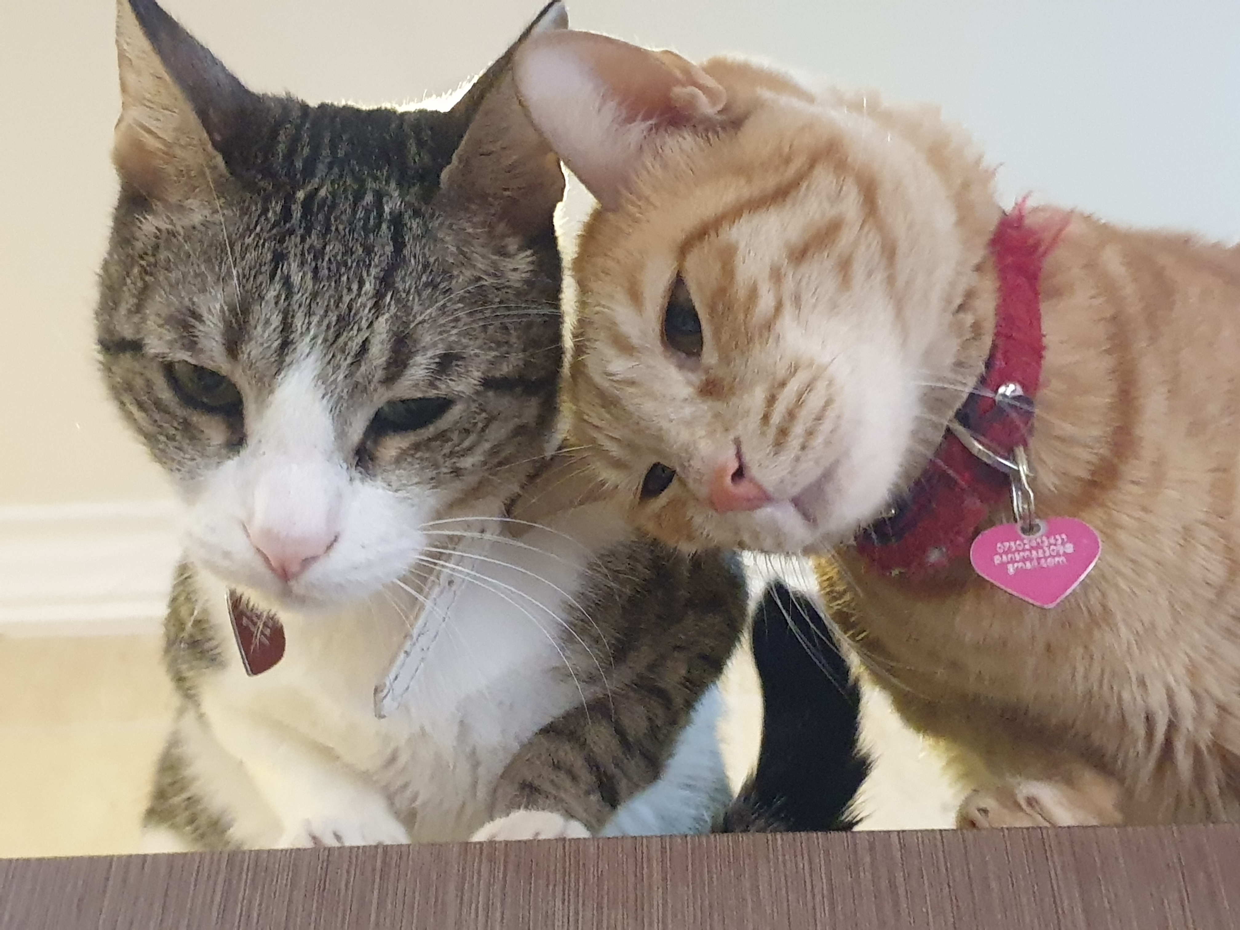 Kittens Who Grew Up Together: A Lifelong Bond