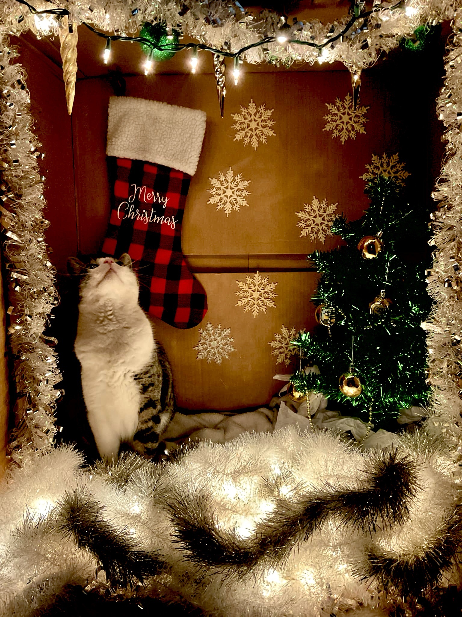Tittymouse making wishes on a star