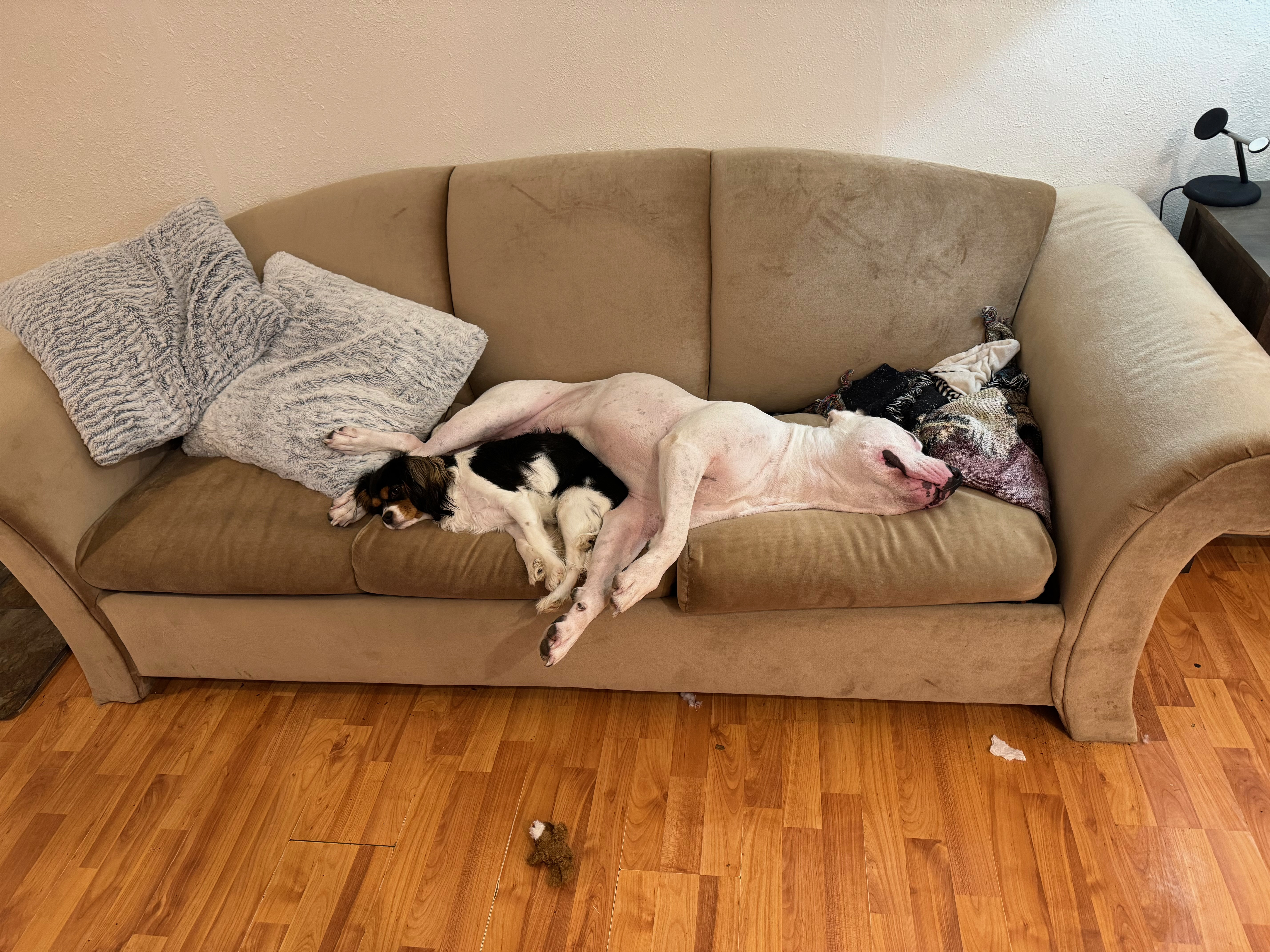 Modesty on Full Display