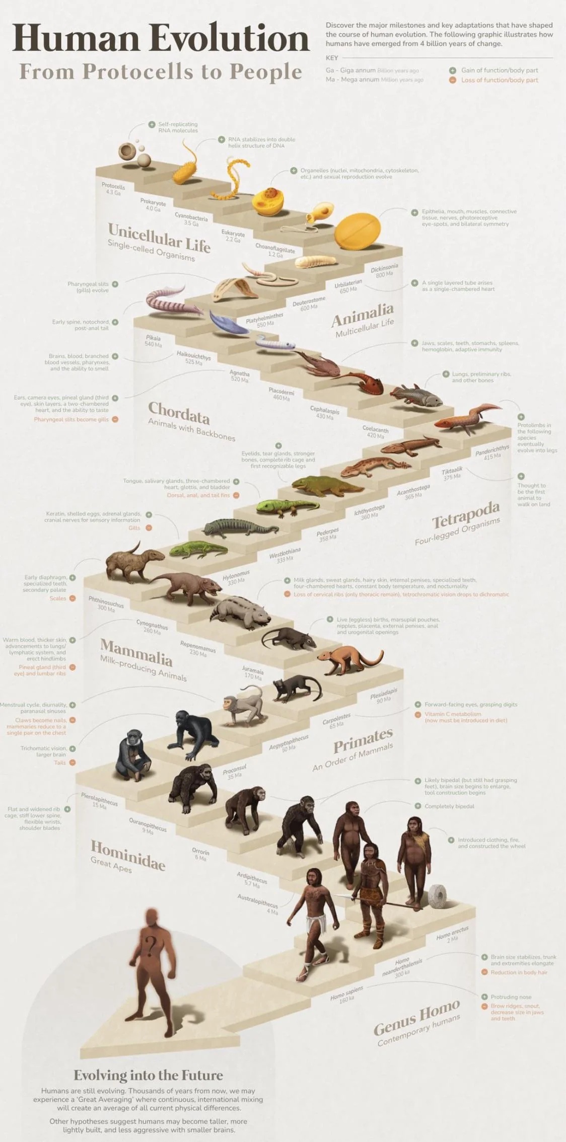 A glimpse into the journey of human evolution.