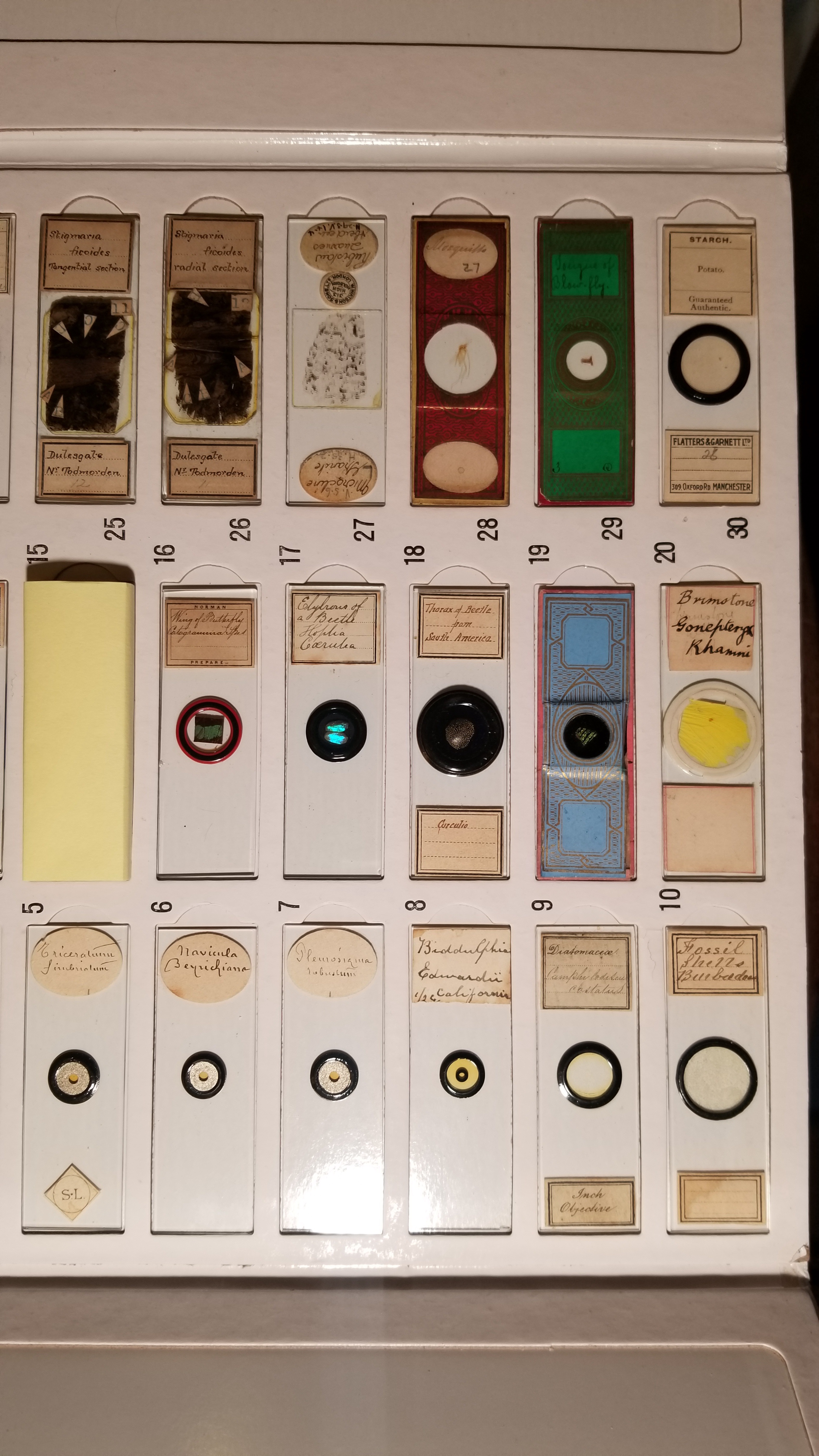 Vintage Microscope Slides from the Past