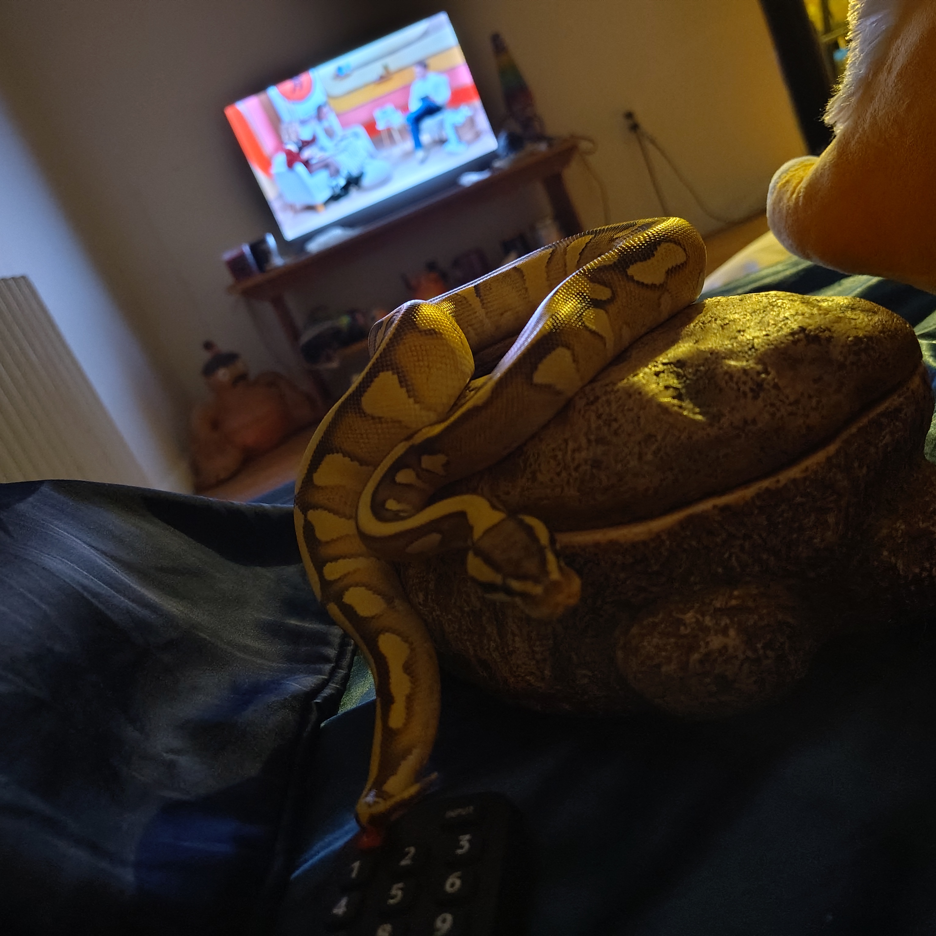 Meet Jorts, My New Ball Python