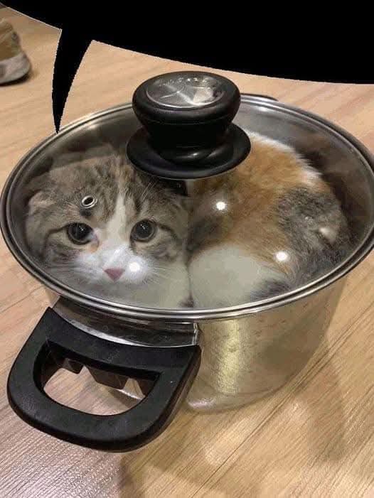 Here Comes the Purrfect Meow!