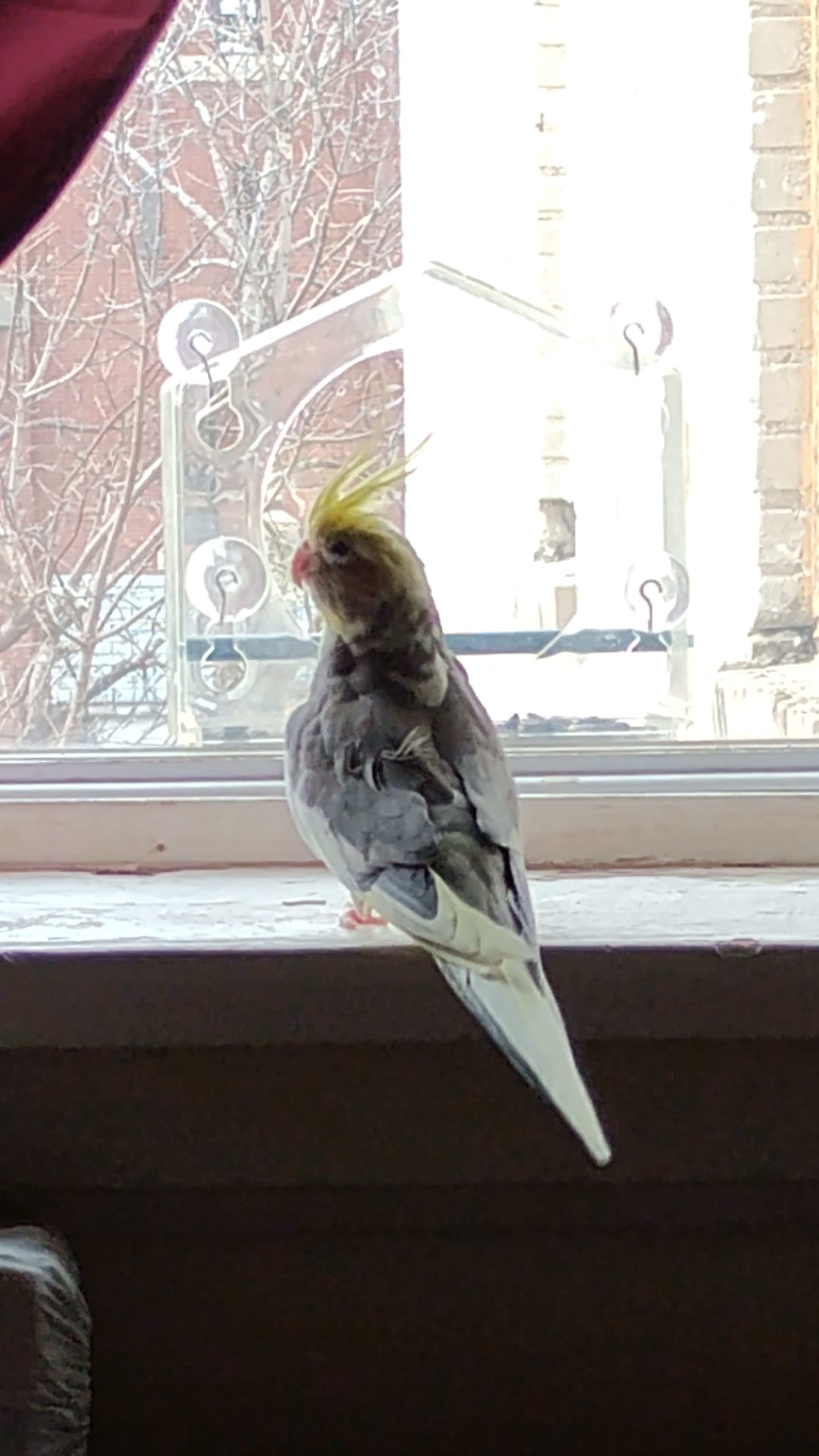 Jackie and the Adorable Chickadee Encounter