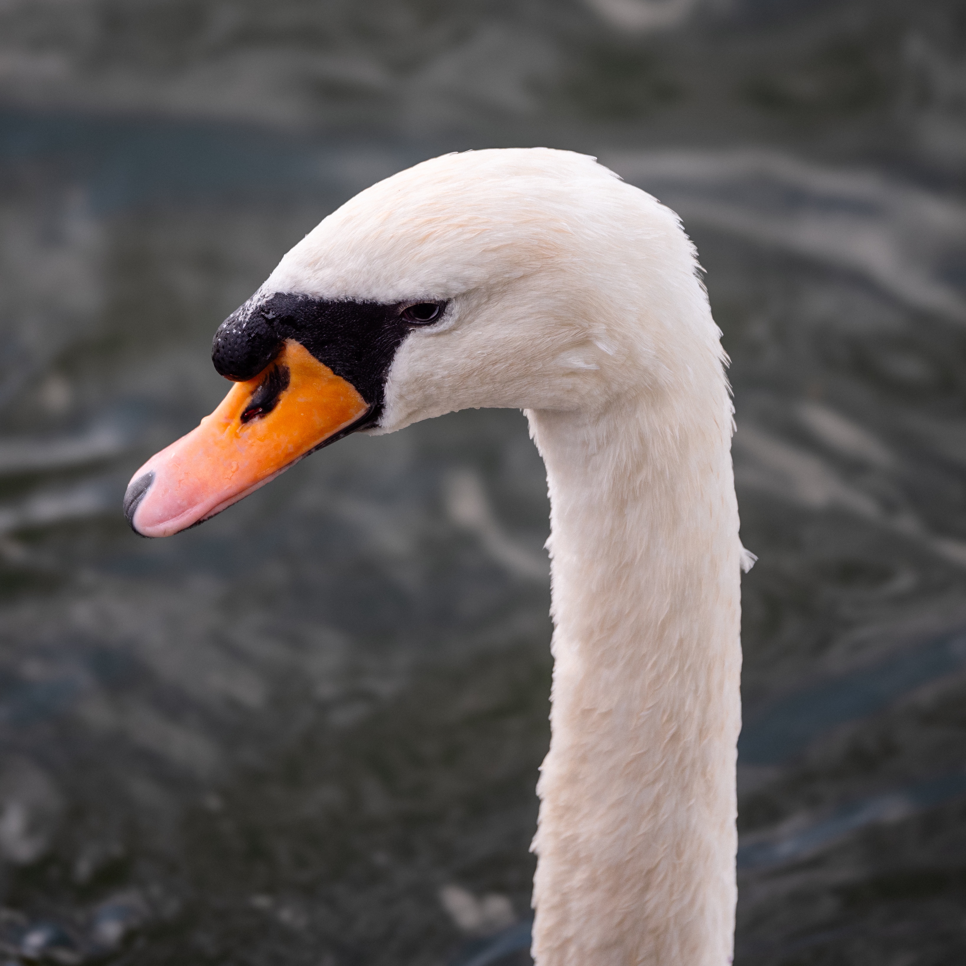 A Serene Encounter: Swans and Ducks at the Pond