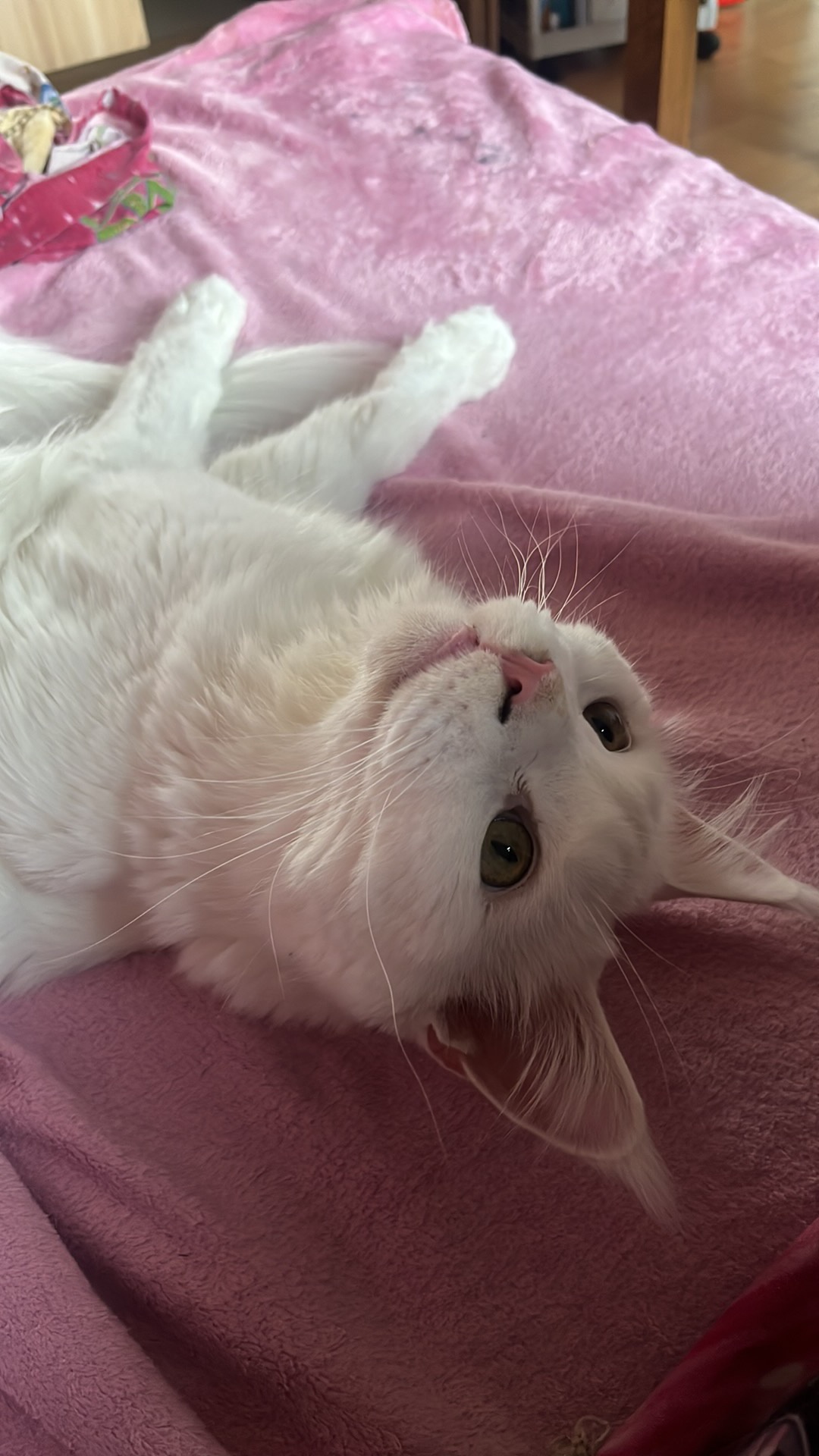 Gandalf the Cat: My loyal companion for a year now.