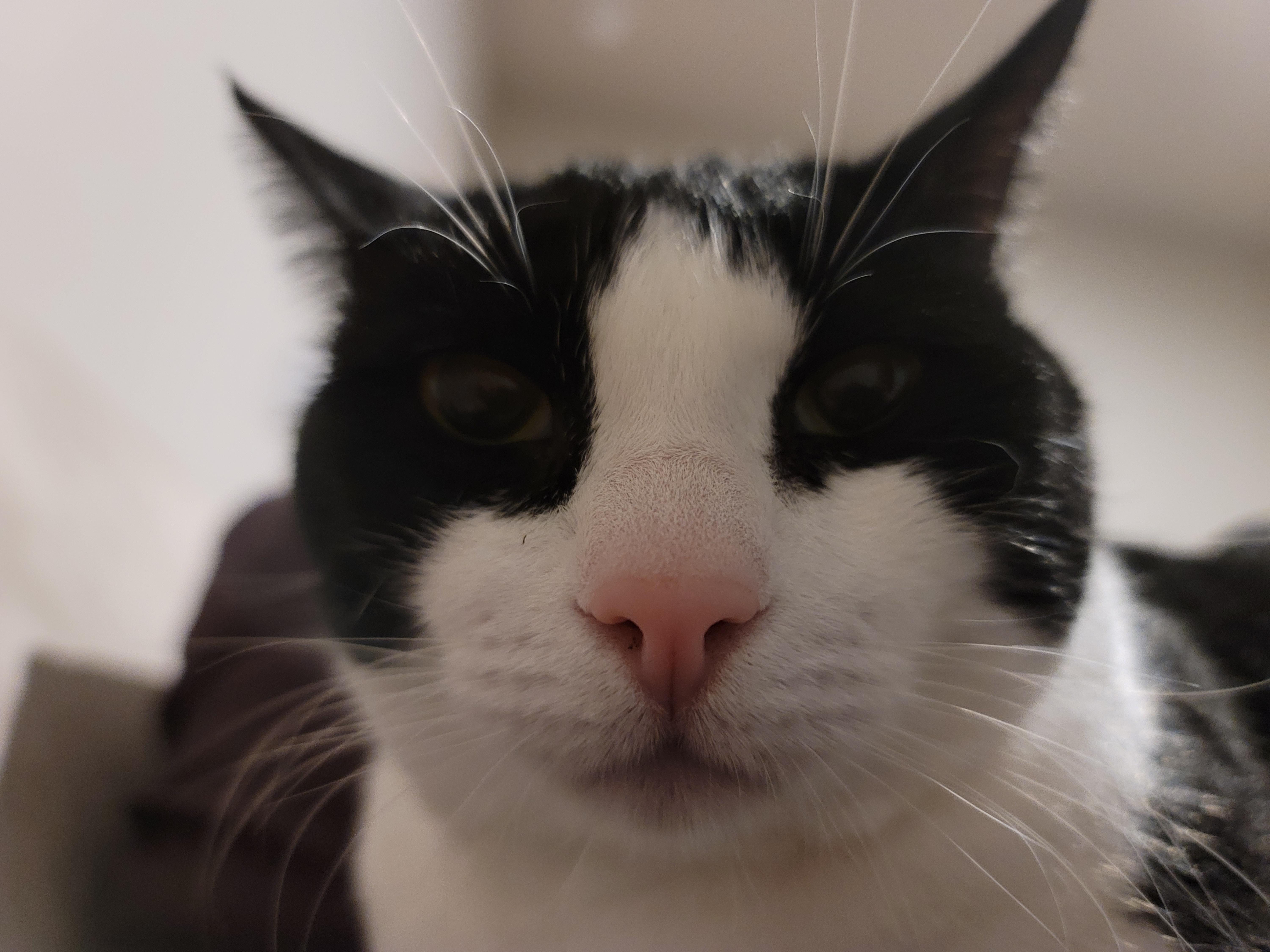 Meet My New Feline Bodyguard: Ready to Stare You Down