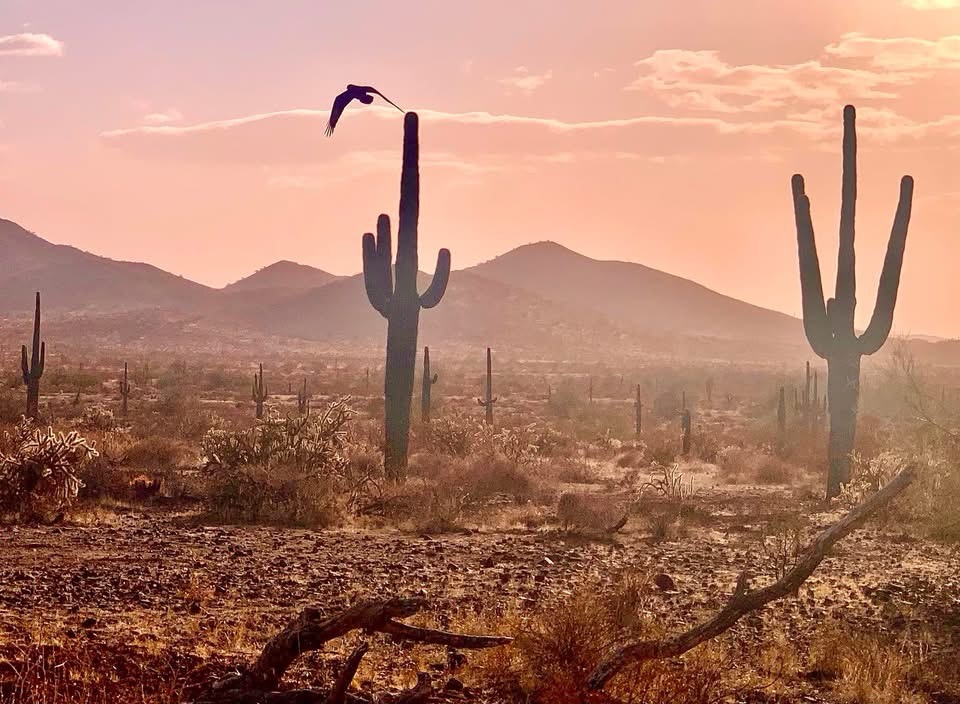 The Harsh Beauty of the Desert Landscape