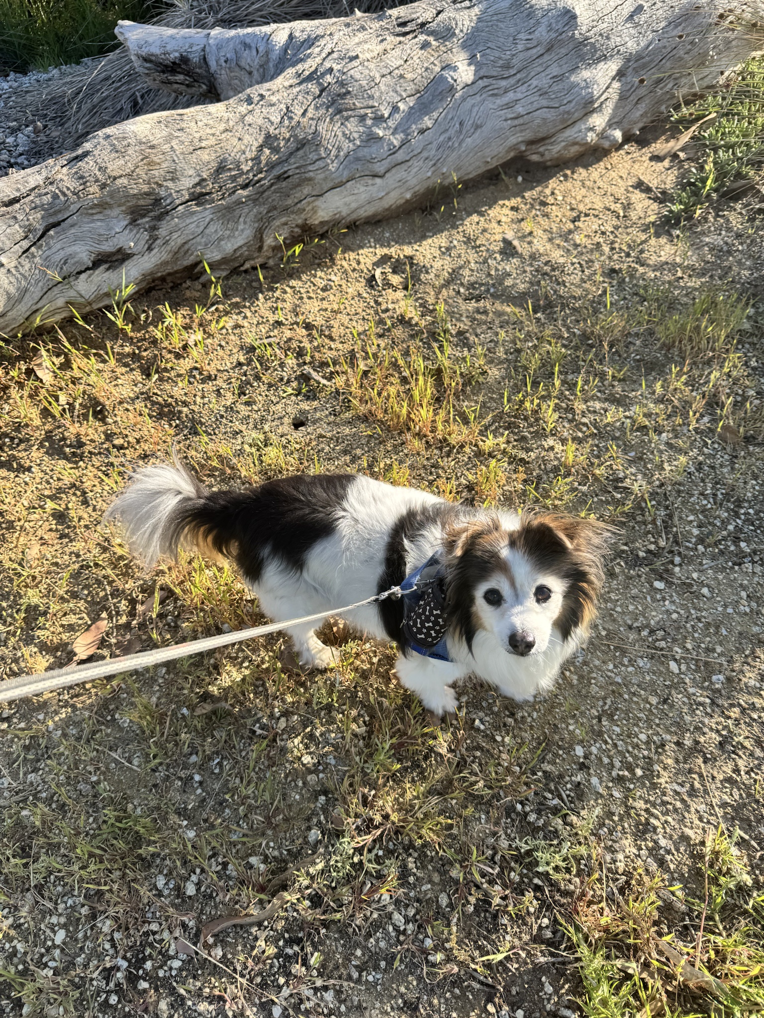 Daily dose of cuteness: Meet my dog Panko